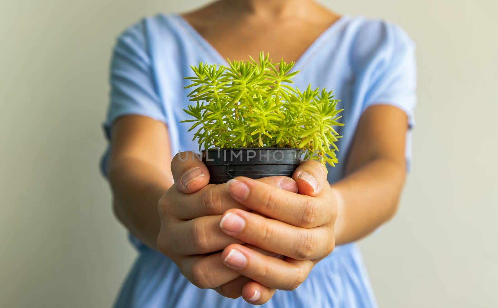 A woman in a blue dress is holding a small green plant in hands and giving it to the camera. sharing with each other, Selective focus.