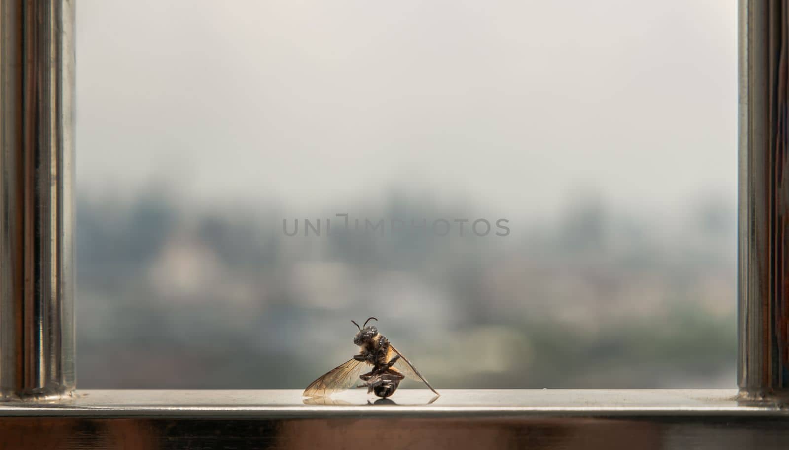 A Bee sitting on Stainless steel balcony railing. Copy space, Selective focus.