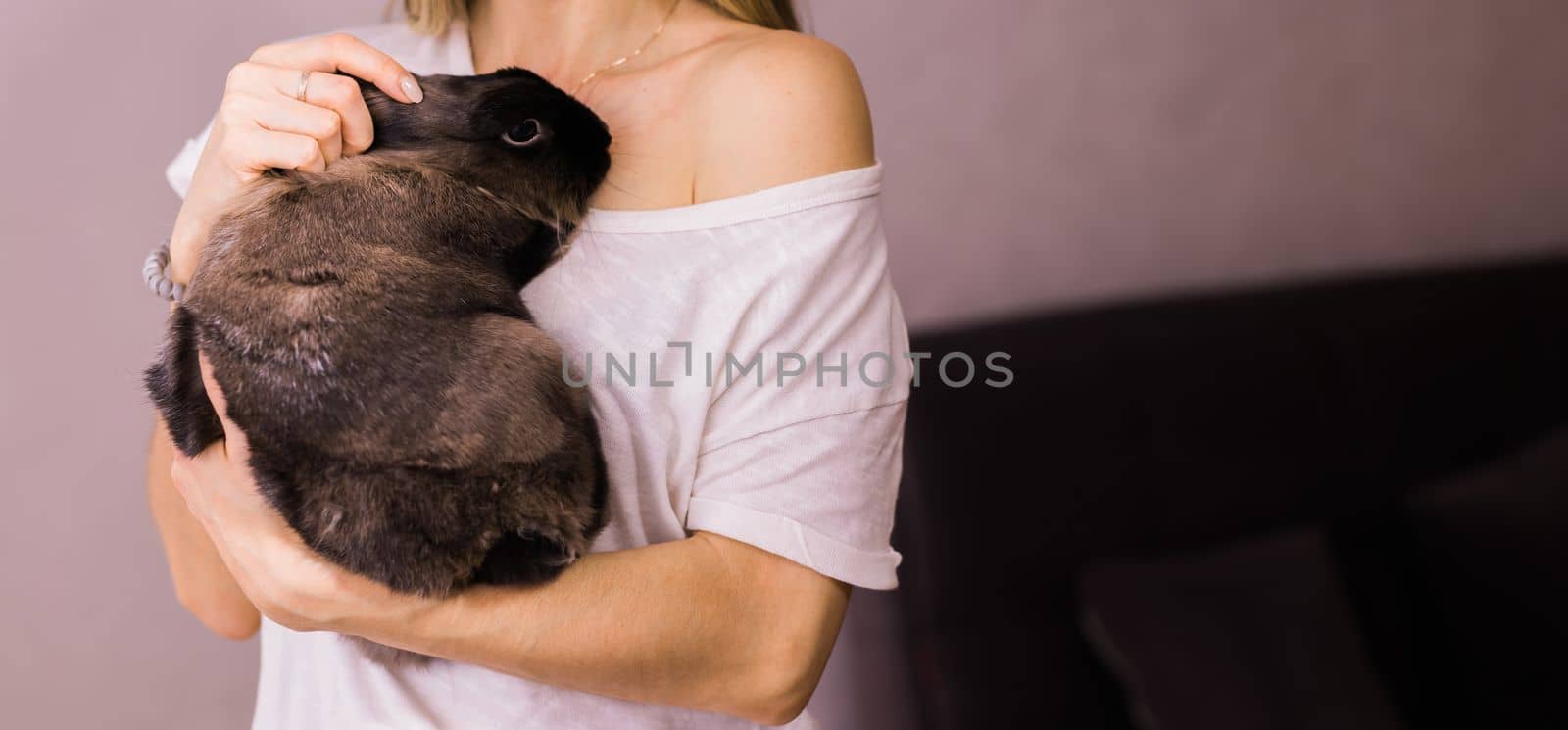 Banner Funny cute brown rabbit in pet's owner hands close-up and copy space. Bunny pet at home by Satura86