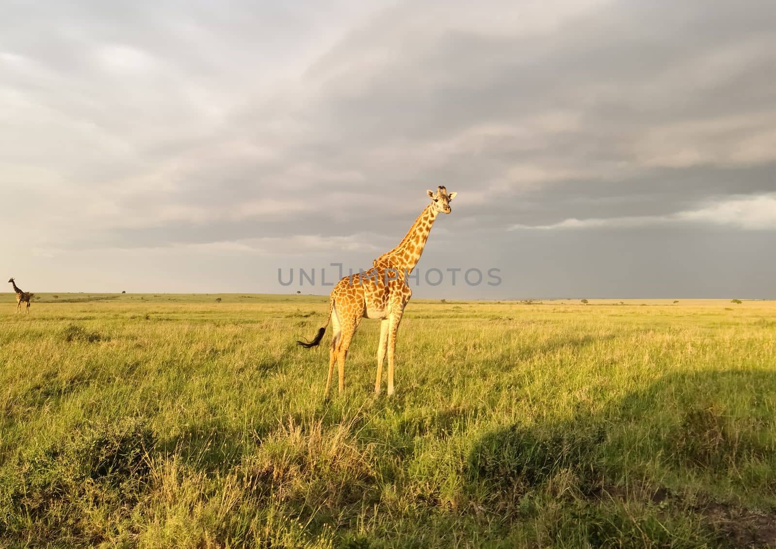 Beautiful giraffe in the wild nature of Africa. by MP_foto71