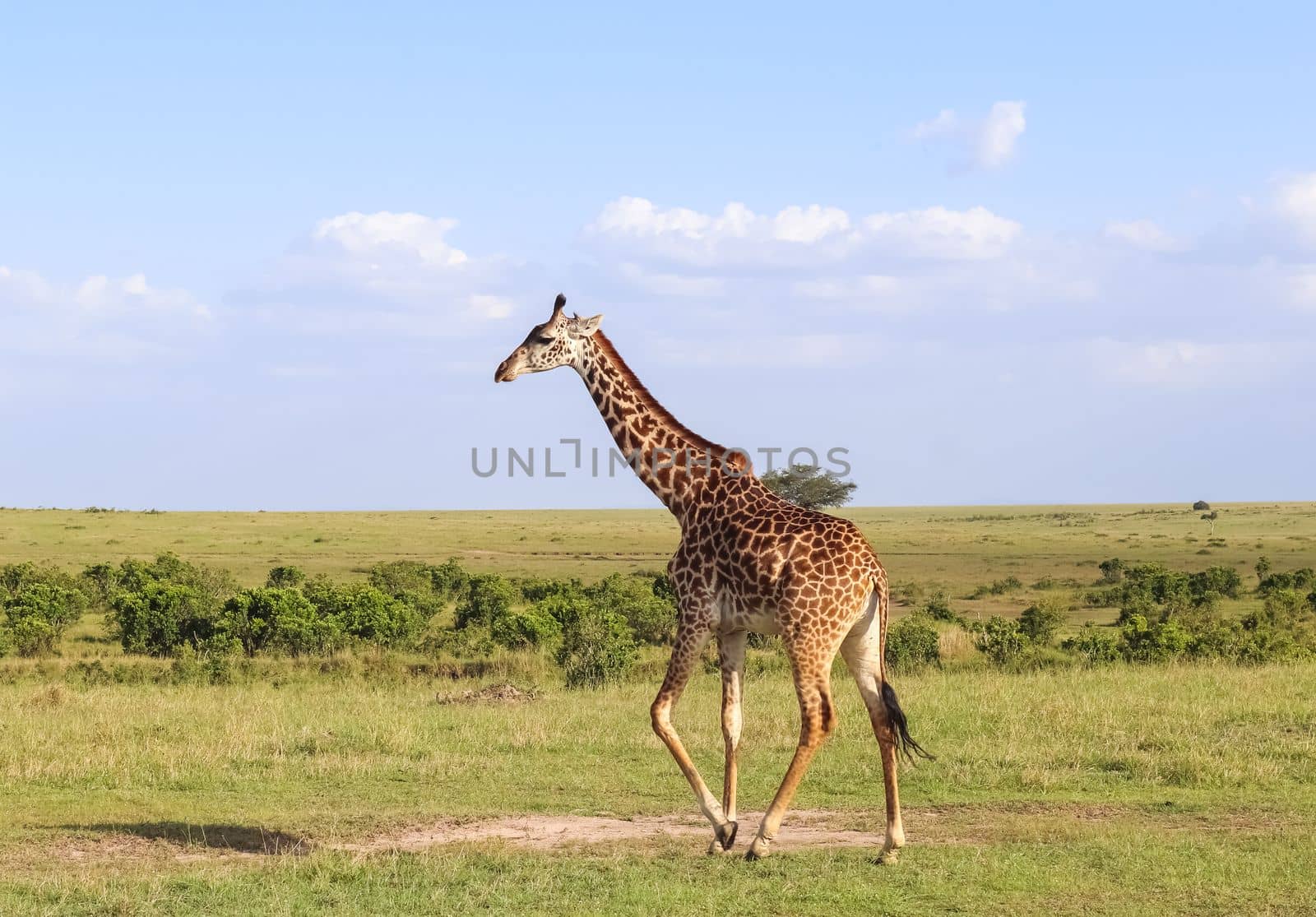 Beautiful giraffe in the wild nature of Africa