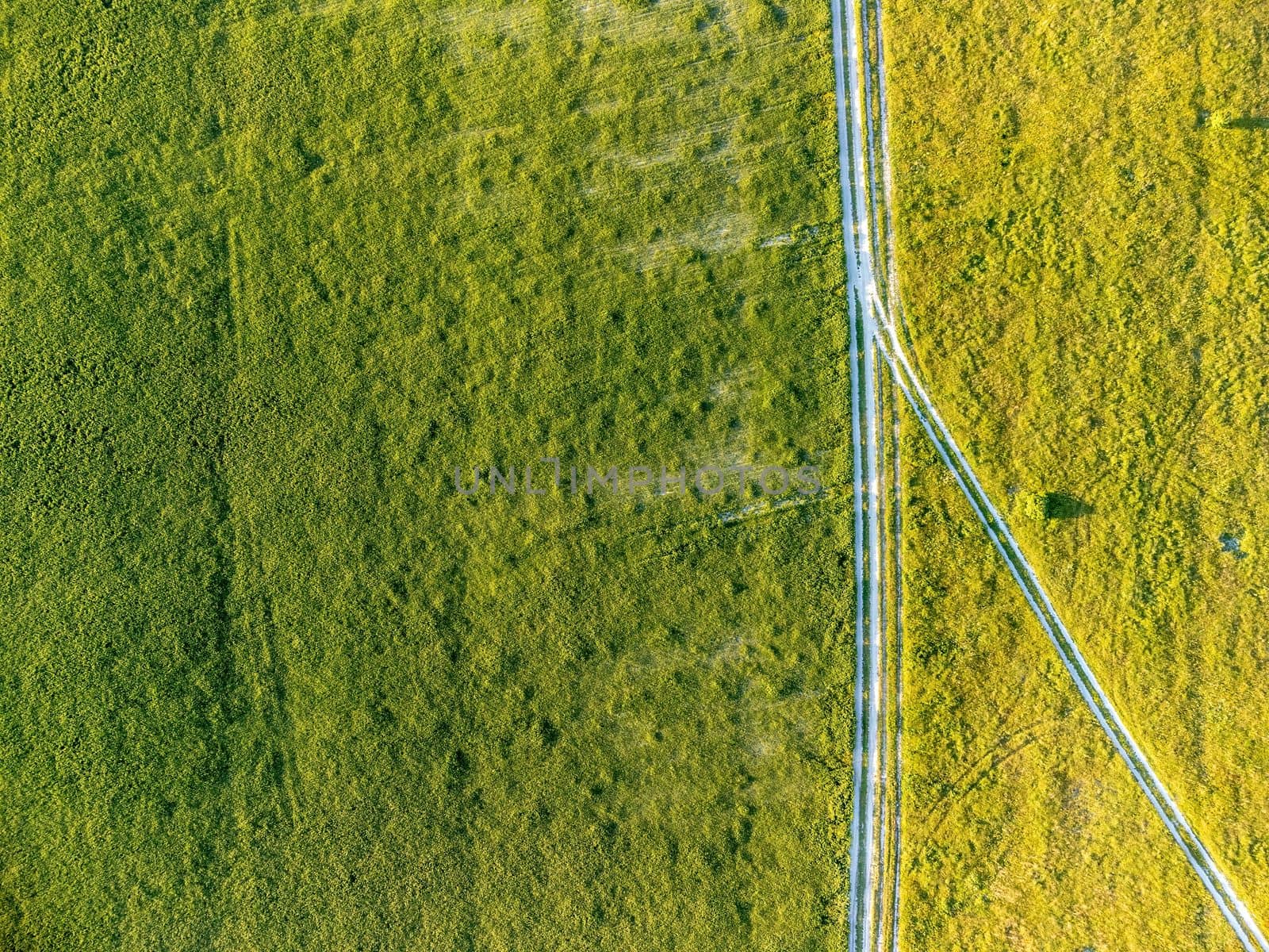 Green wheat field in countryside, close up. Field of wheat blowing in the wind at sunny spring day. Young and green Spikelets. Ears of barley crop in nature. Agronomy, industry and food production