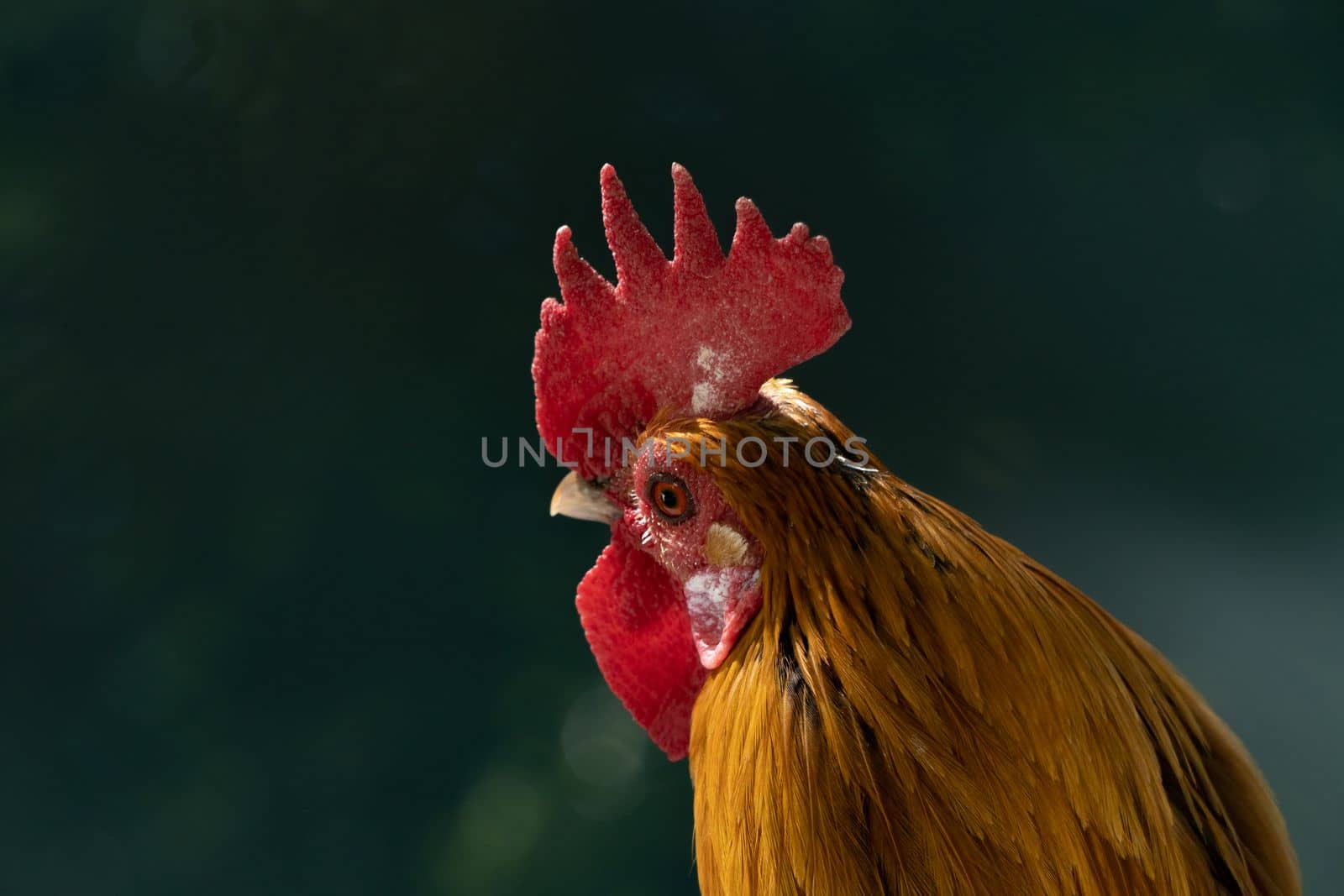 red-feathered rooster in a chicken coop by joseantona