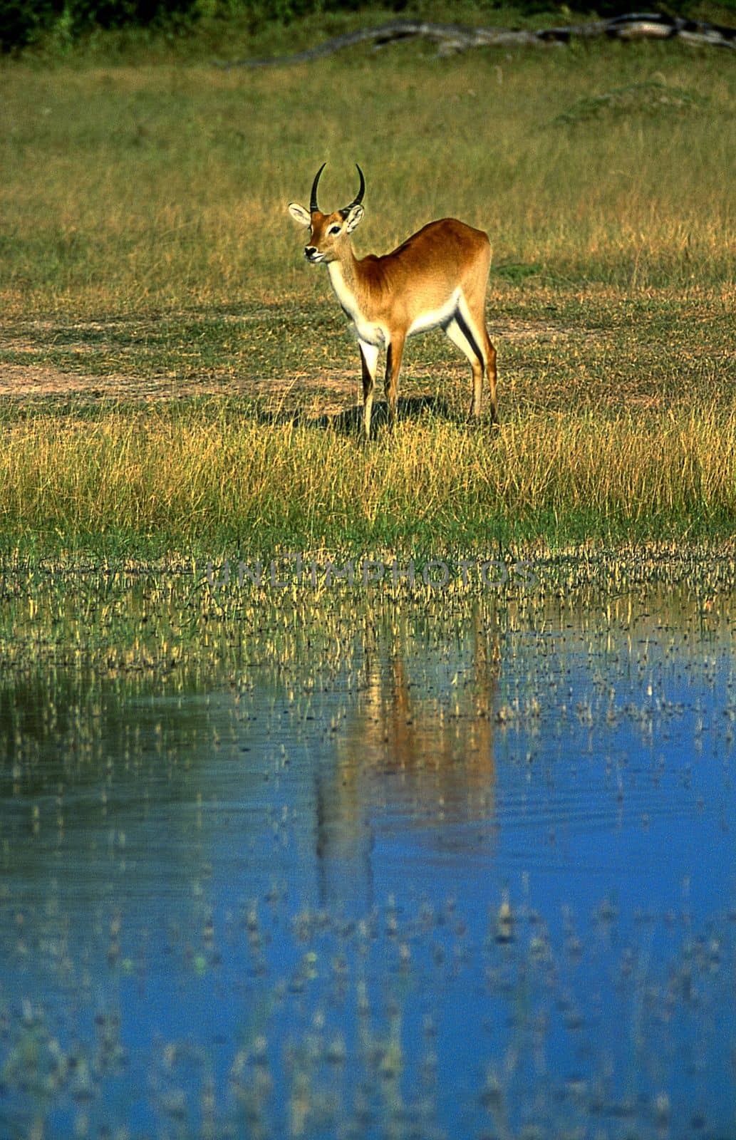 Lechwe (Kobus leche), Moremi Wildlife Reserve, Ngamiland, Botswana, Africa