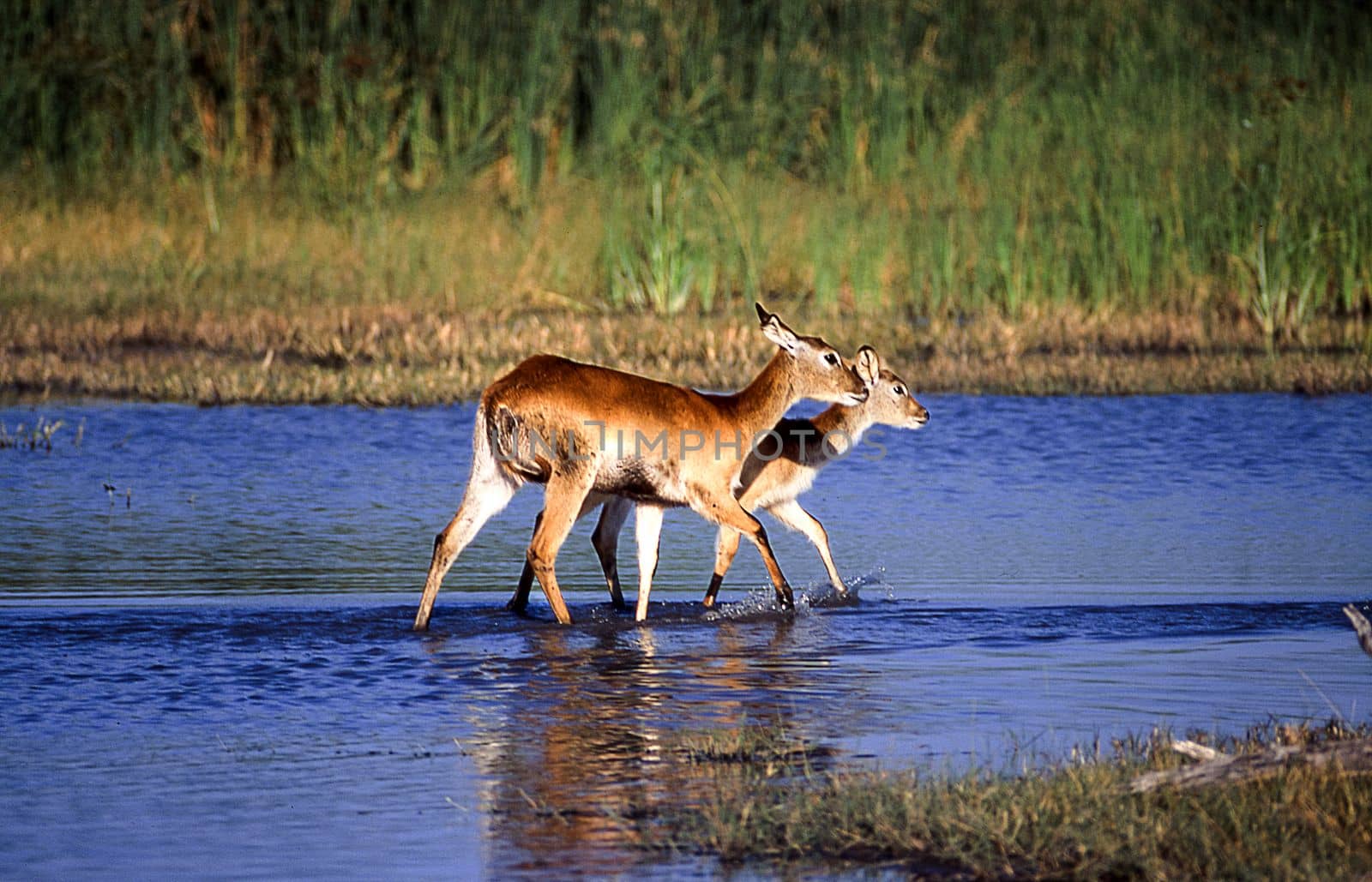 Lechwe (Kobus leche), Moremi Wildlife Reserve, Ngamiland, Botswana, Africa