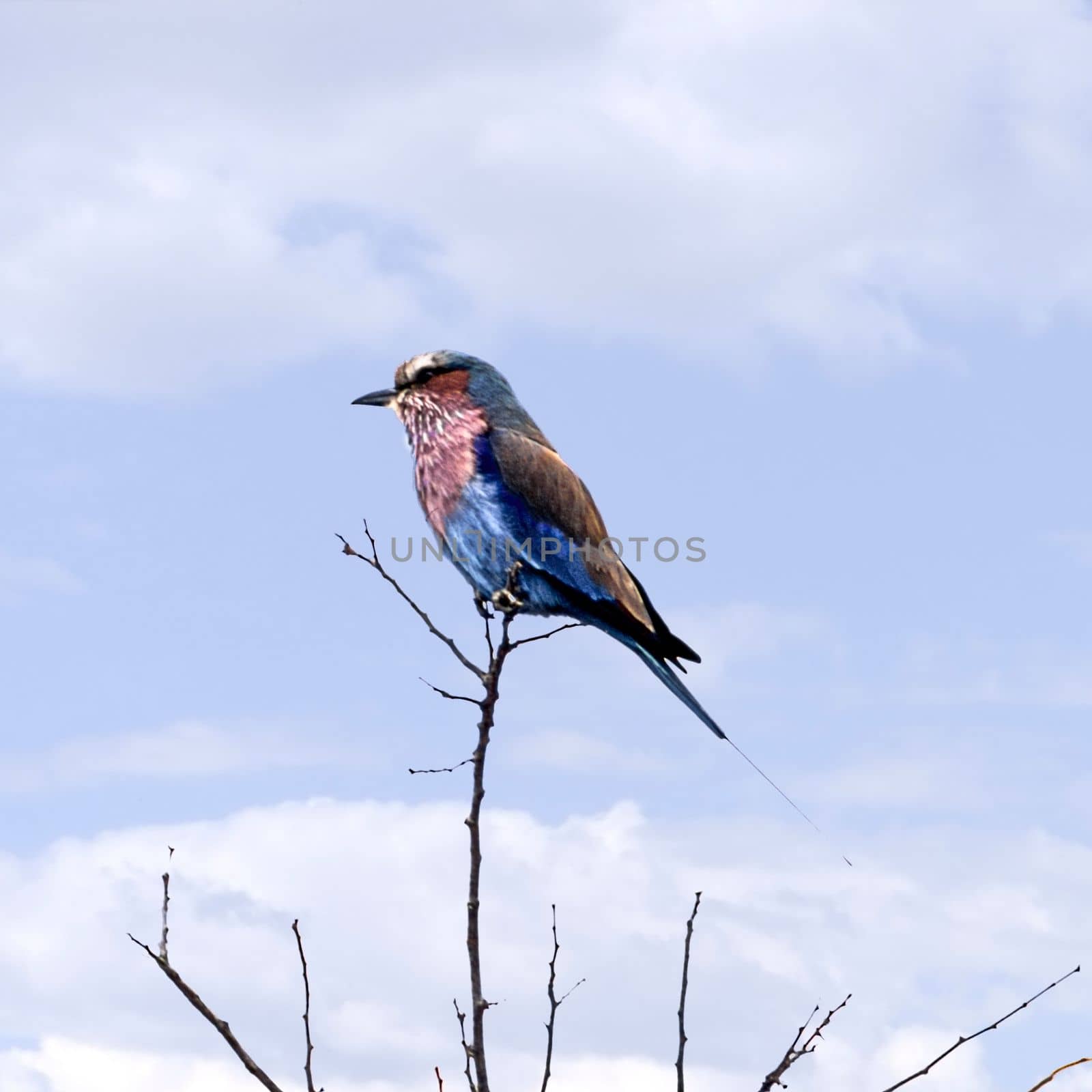 Lilacbreasted Roller, (Coracias caudata), Kruger National Park, Mpumalanga, South Africa, Africa