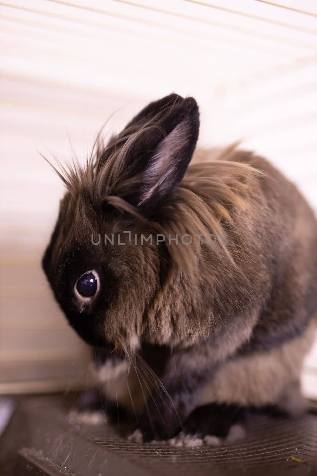 Brown cute rabbit close-up enjoying at home - animal symbol chinese new year 2023 and pet concept by Satura86