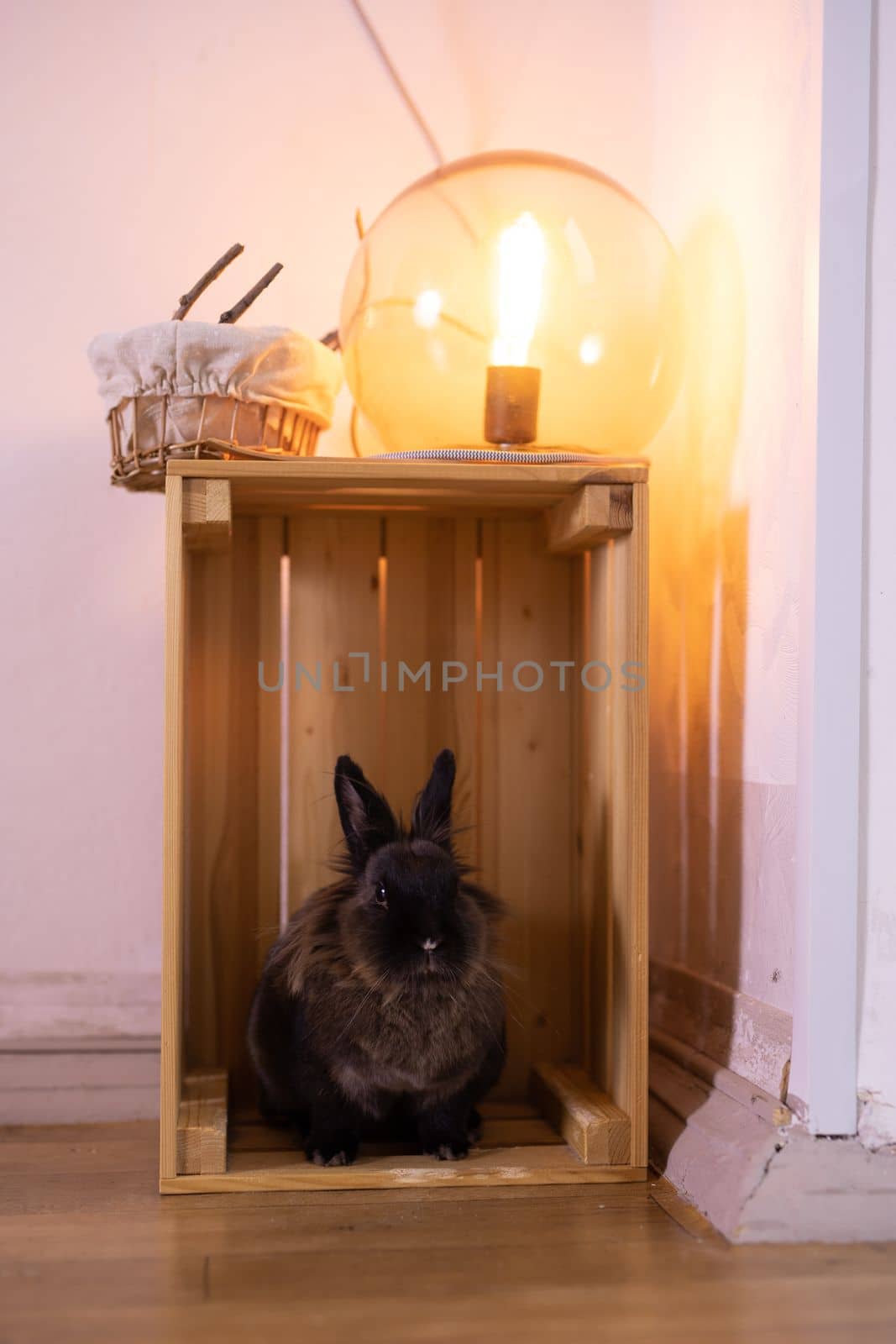 Brown rabbit close-up enjoying in home - animal symbol chinese new year 2023 and pet concept
