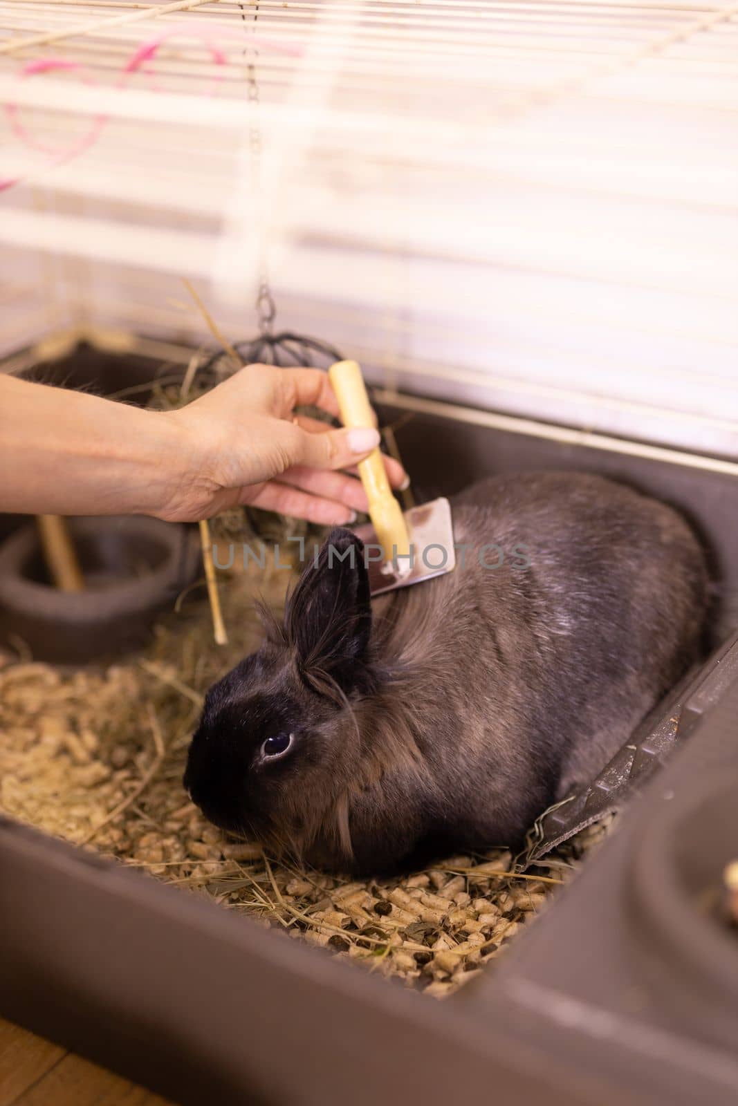 Black little rabbit is shedding. Girl combs his fur with special comb. Care of pets