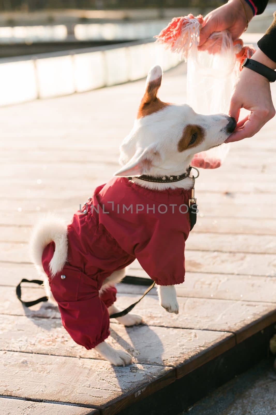 Young woman training her little dog jack russell terrier breed outdoors in winter park cold day - pet and owner