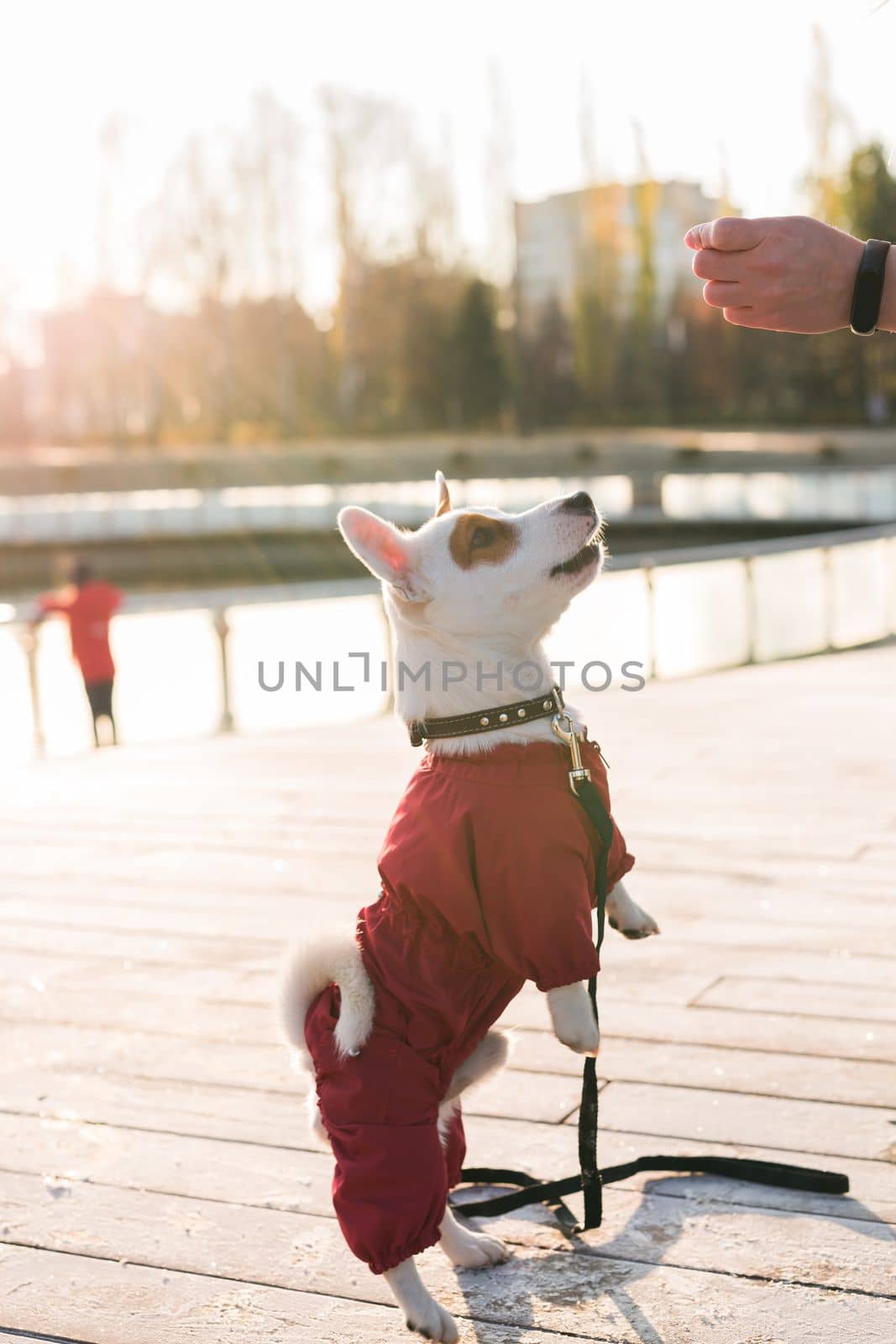 Woman training her little dog jack russell terrier in suit breed outdoors in winter park cold day - pet or dog accessories and owner concept by Satura86