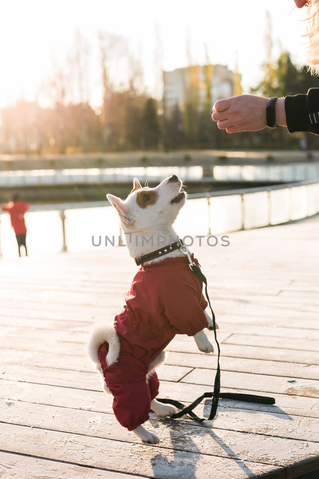 Young woman training her little dog jack russell terrier breed outdoors in winter park cold day - pet and owner