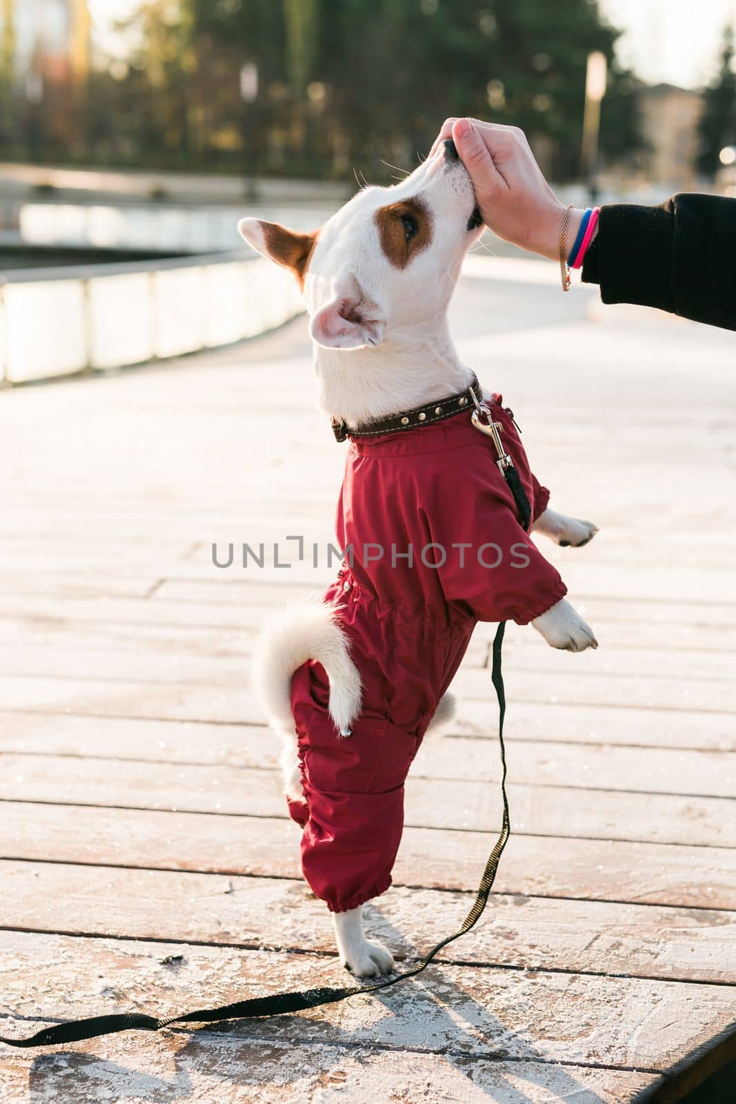 Woman training her little dog jack russell terrier in suit breed outdoors in winter park cold day - pet or dog accessories and owner concept by Satura86