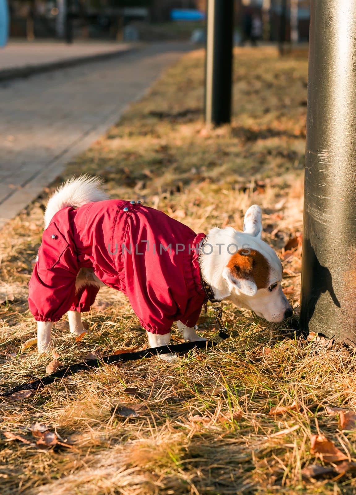 Close up portrait of cute Jack Russell dog in suit walking in autumn park. Puppy pet is dressed in sweater walks by Satura86
