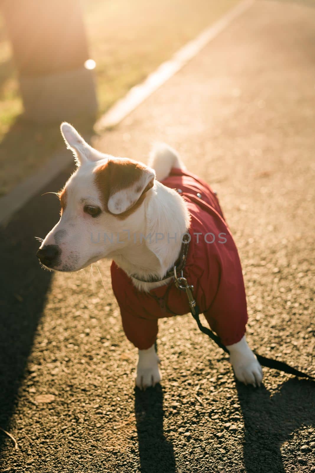 Closeup portrait of cute Jack Russell dog in suit walking in autumn park. Puppy pet is dressed in sweater walks