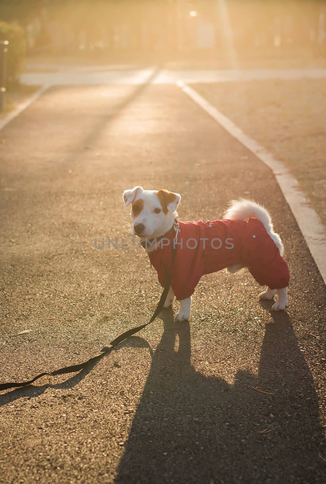 Portrait of cute Jack Russell dog in suit walking in autumn park copy space and empty place for text vertical stories. Puppy pet is dressed in sweater walks by Satura86