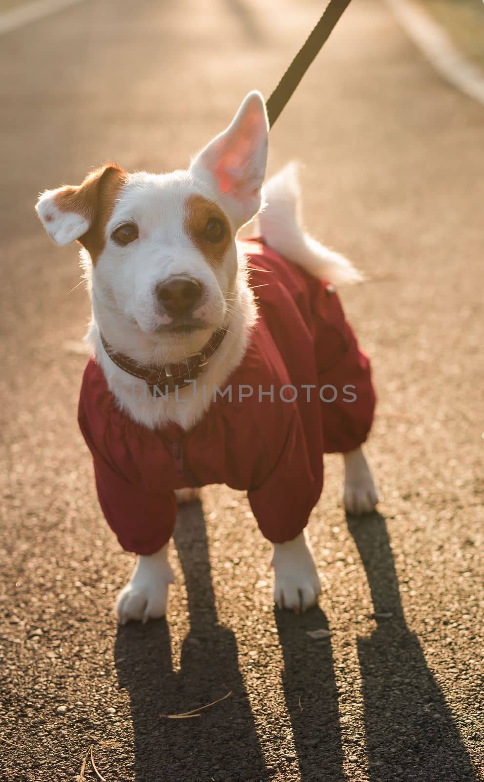 Portrait of cute Jack Russell dog in suit walking in autumn park copy space and empty place for text. Puppy pet is dressed in sweater walks by Satura86