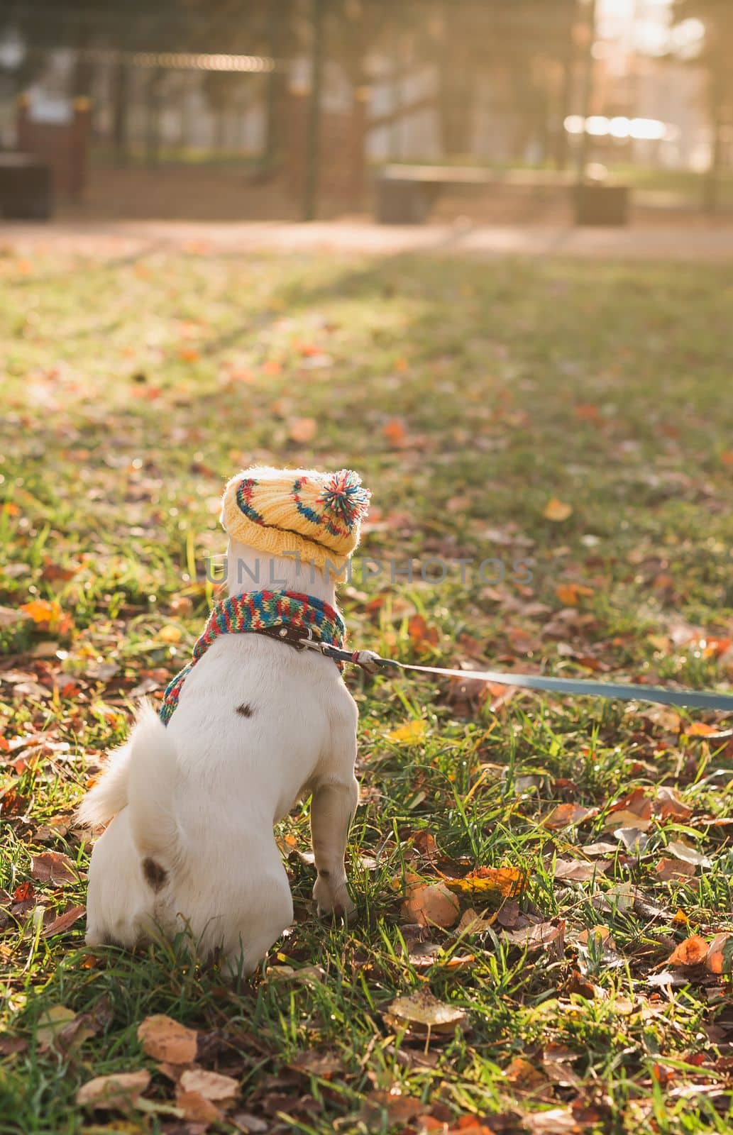 Back view portrait of cute Jack Russell dog in cap and scarf walking in autumn park copy space and empty place for text vertical stories. Puppy pet is dressed in clothes walks by Satura86