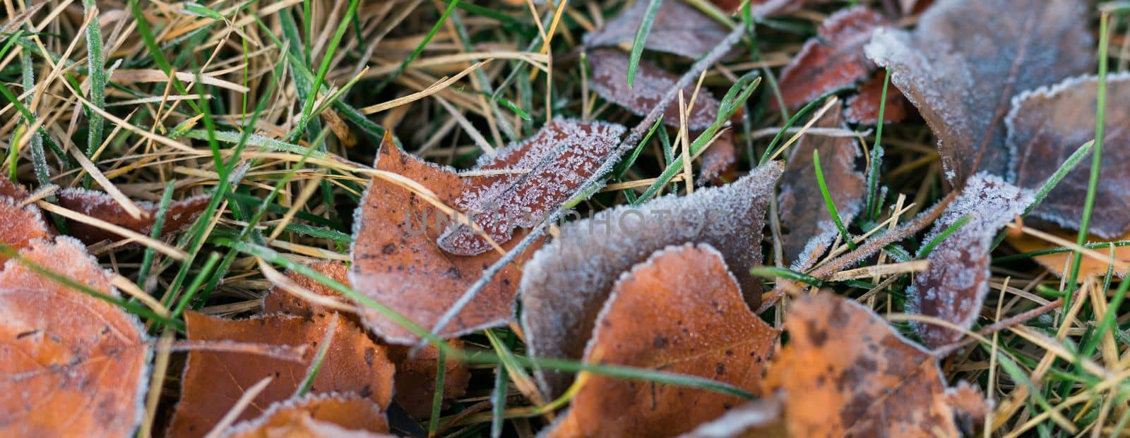 Banner frost on fallen leaves in late autumn or early winter, frost on grass at first frost - cold season concept copy space and empty place for text by Satura86