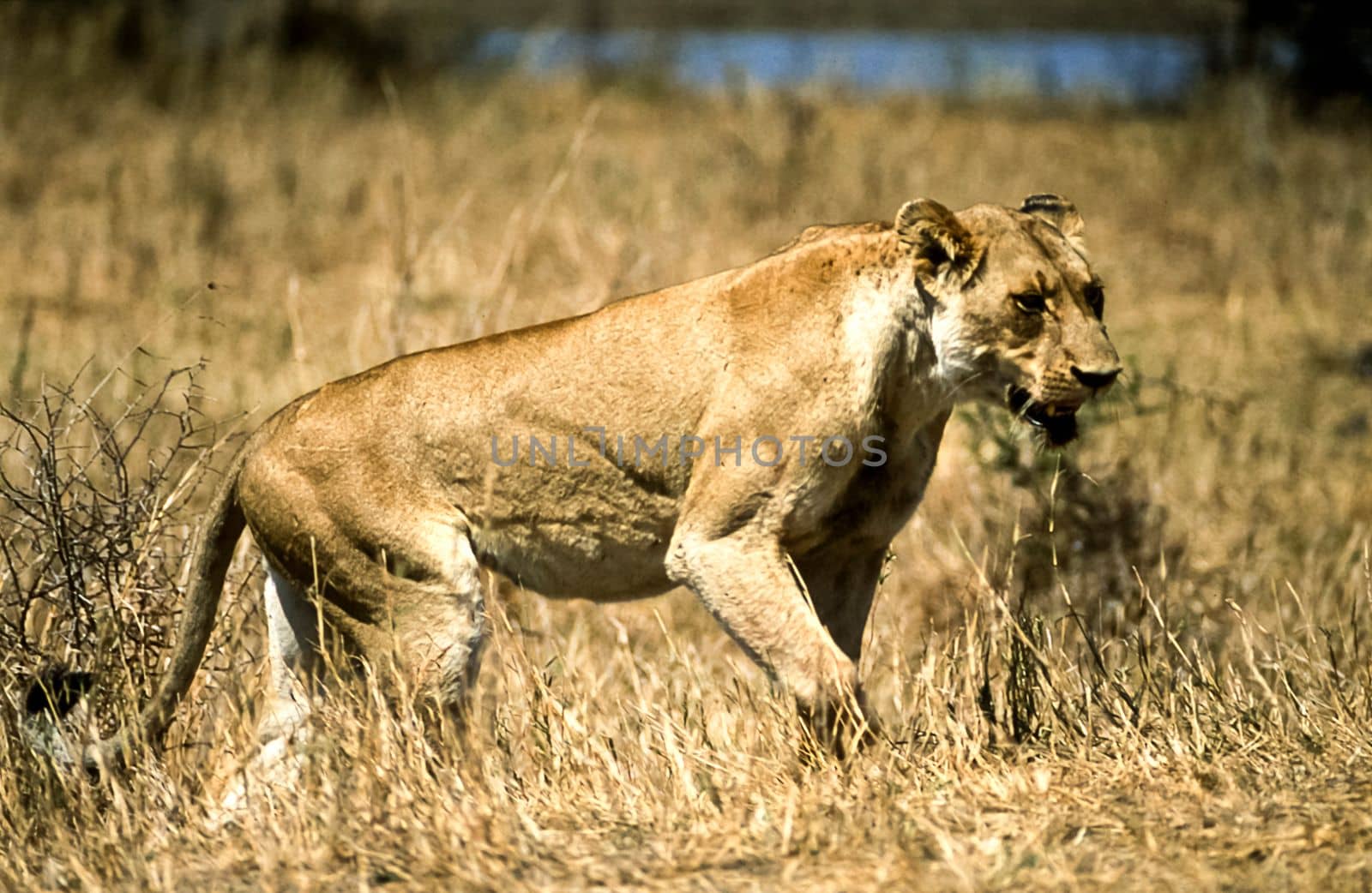 Lion, (Panthera leo), Kruger National Park, Mpumalanga, South Africa, Africa