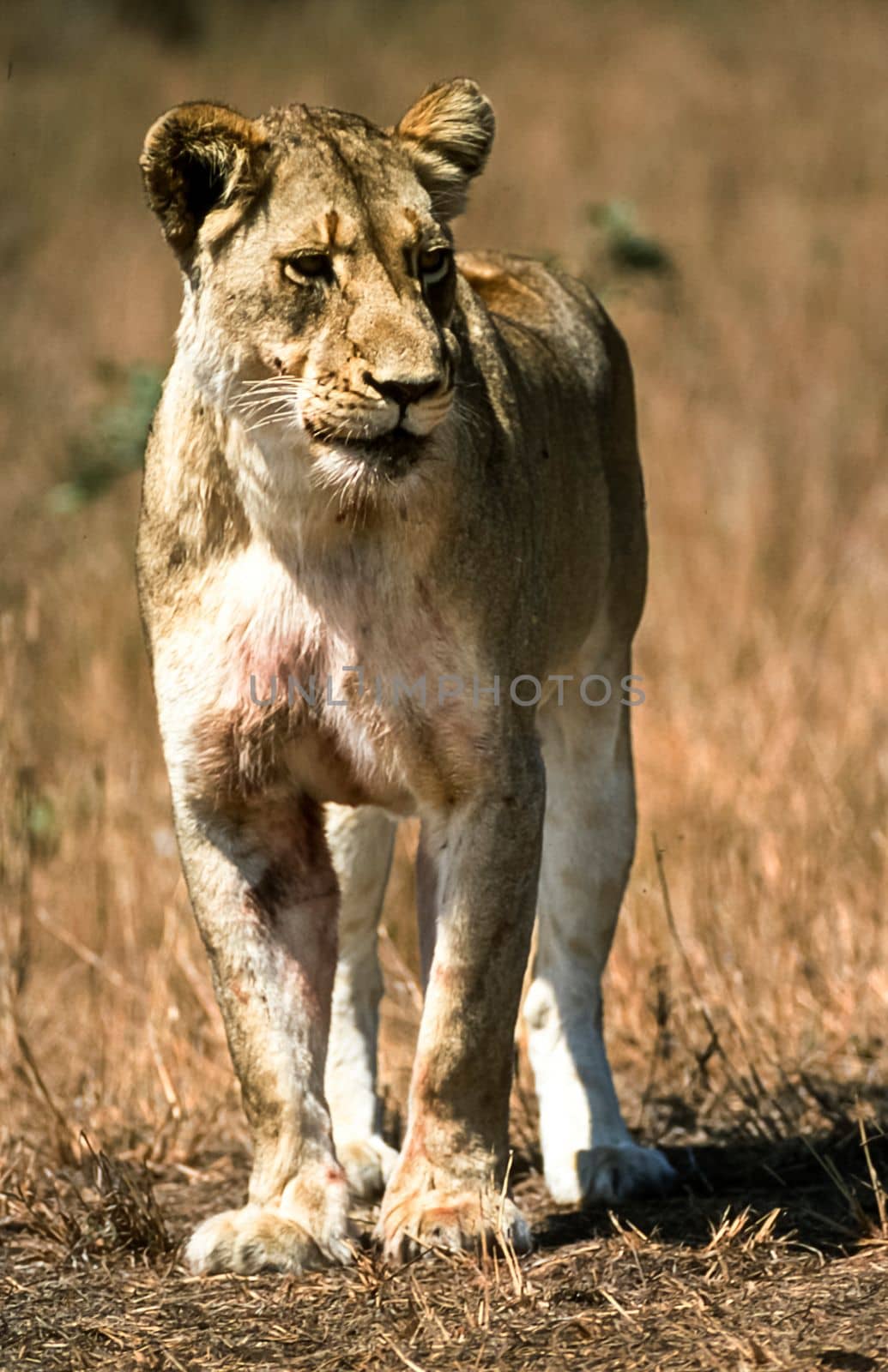 Lion, (Panthera leo), Kruger National Park, Mpumalanga, South Africa, Africa