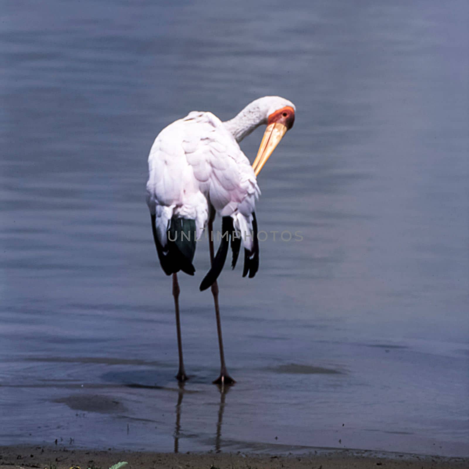 Yellowbilled Stork (Mycteria ibis, Selous Game Reserve, Morogoro, Tanzania, Africa
