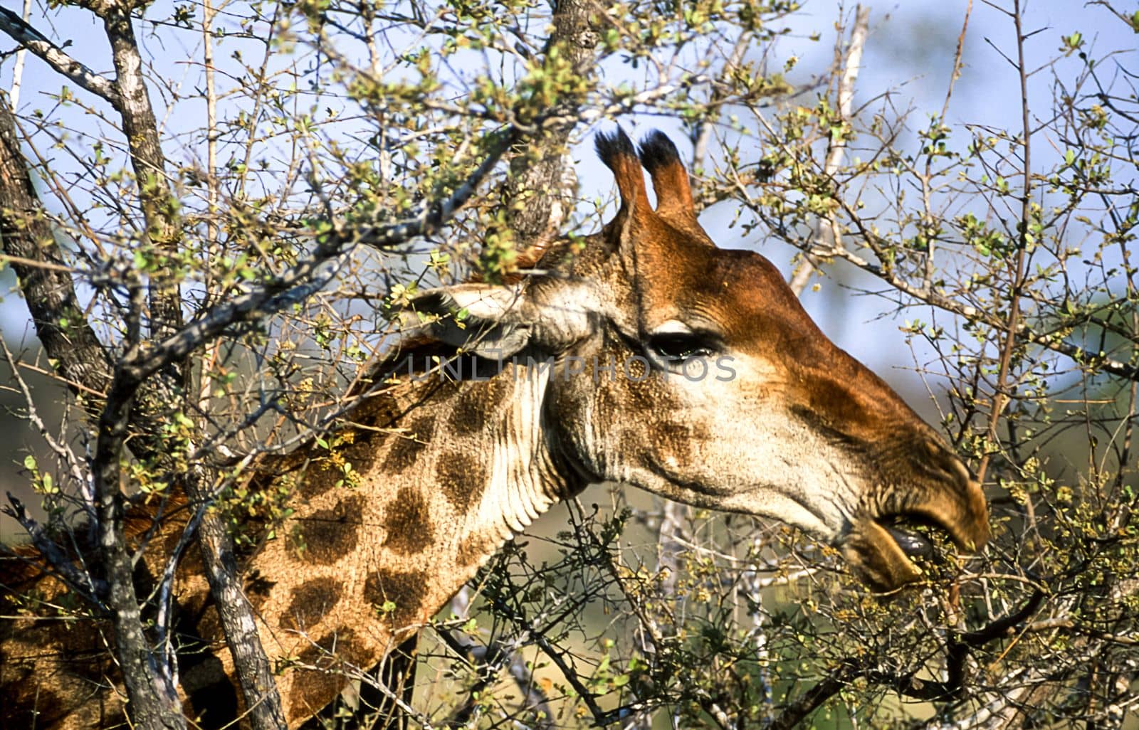 Giraffe, (Giraffa camelopardalis), Kruger National Park, Mpumalanga, South Africa, Africa