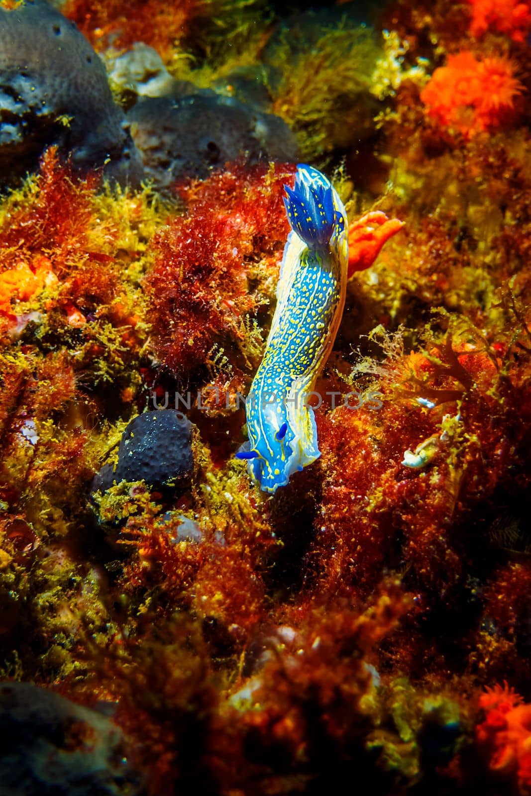 Blue and yellow nudibranch crawls across the seabed covered in green and red algae