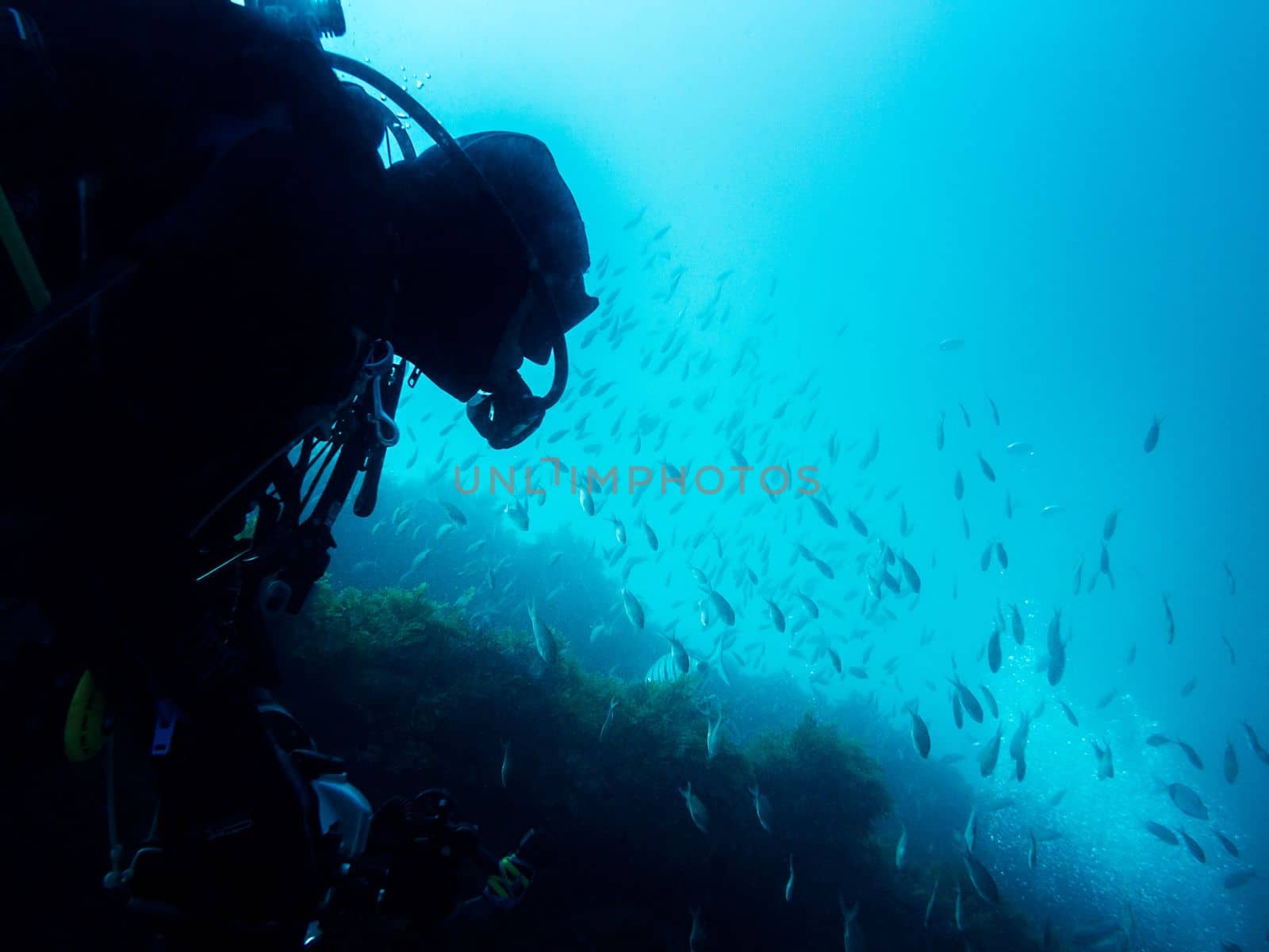 unrecognizable silhouette of a person observing a school of fish while diving. Fishes swim calmly by clear blue and turquoise water near the bottom covered with seaweed