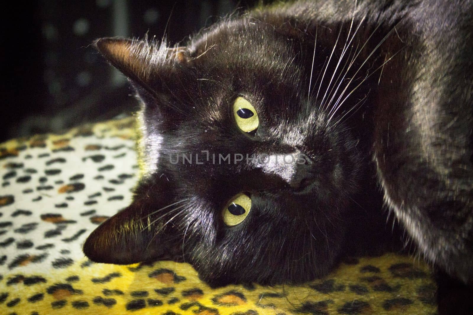 Portrait of black cat with greenish eyes. No people