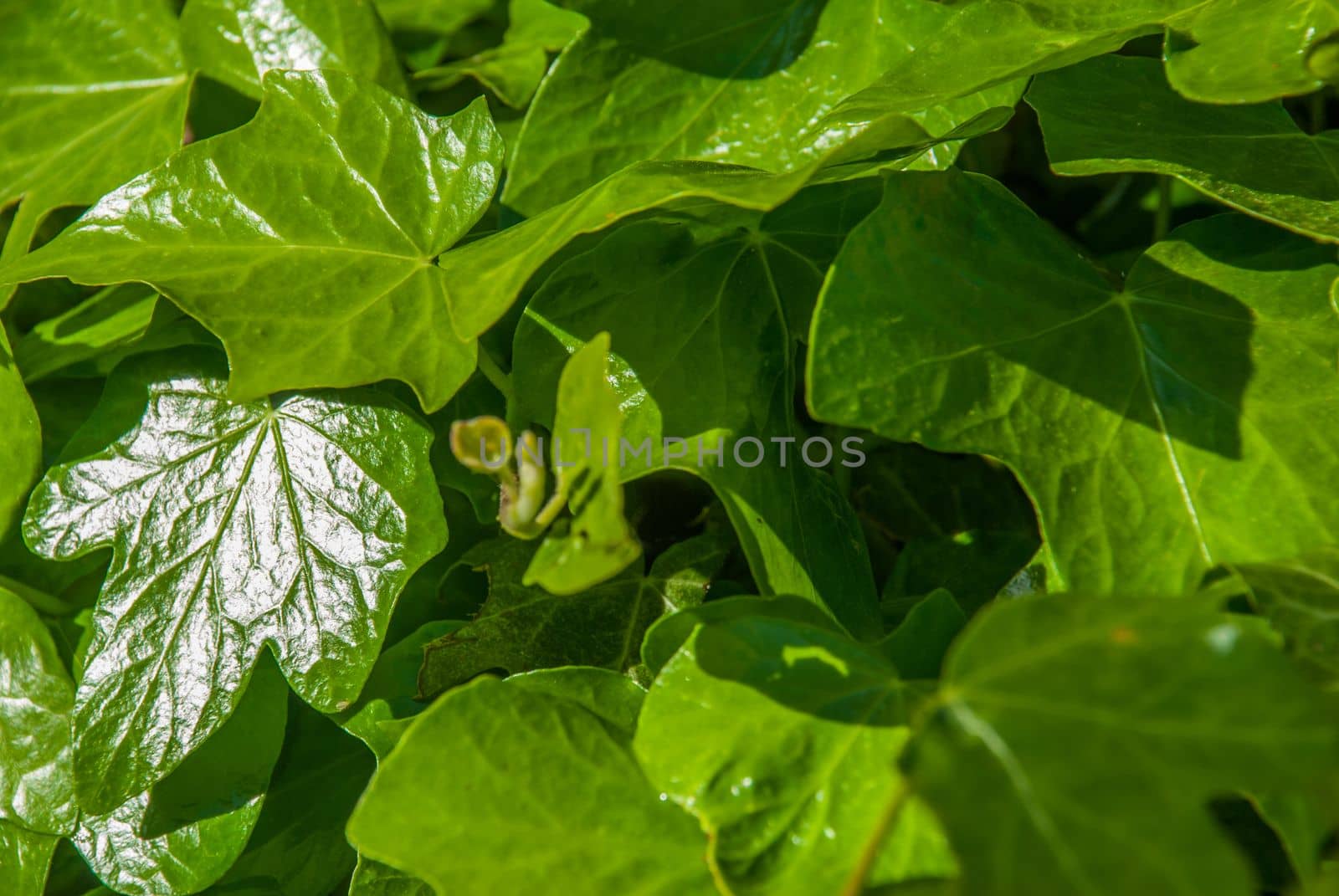 Green leaves that receive sunlight in the morning Suitable for making background images