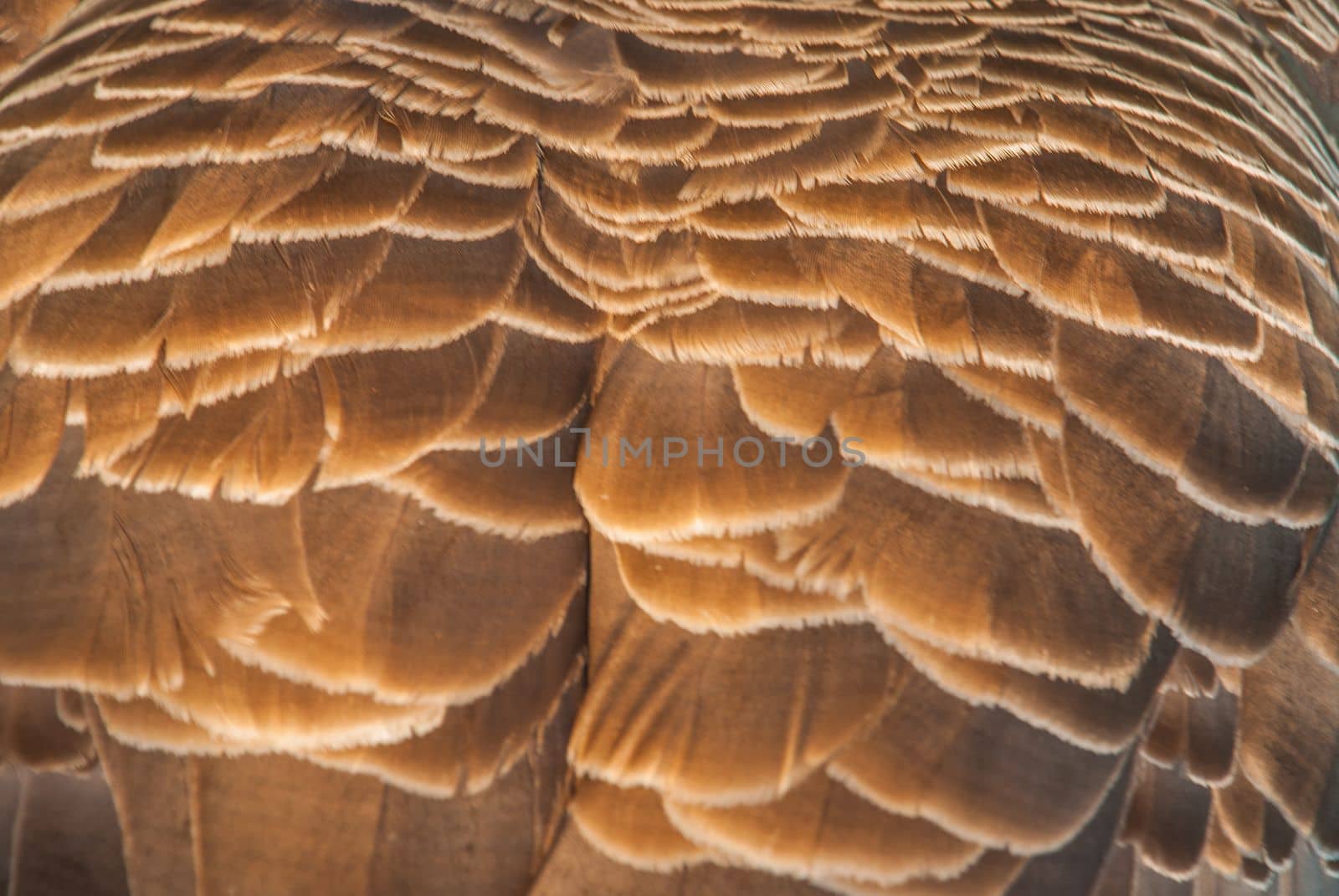 Close-up shots of Canadian goose feathers