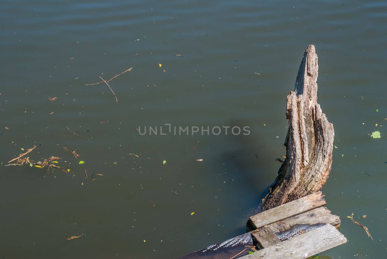 Dry stumps in the canals during the fall