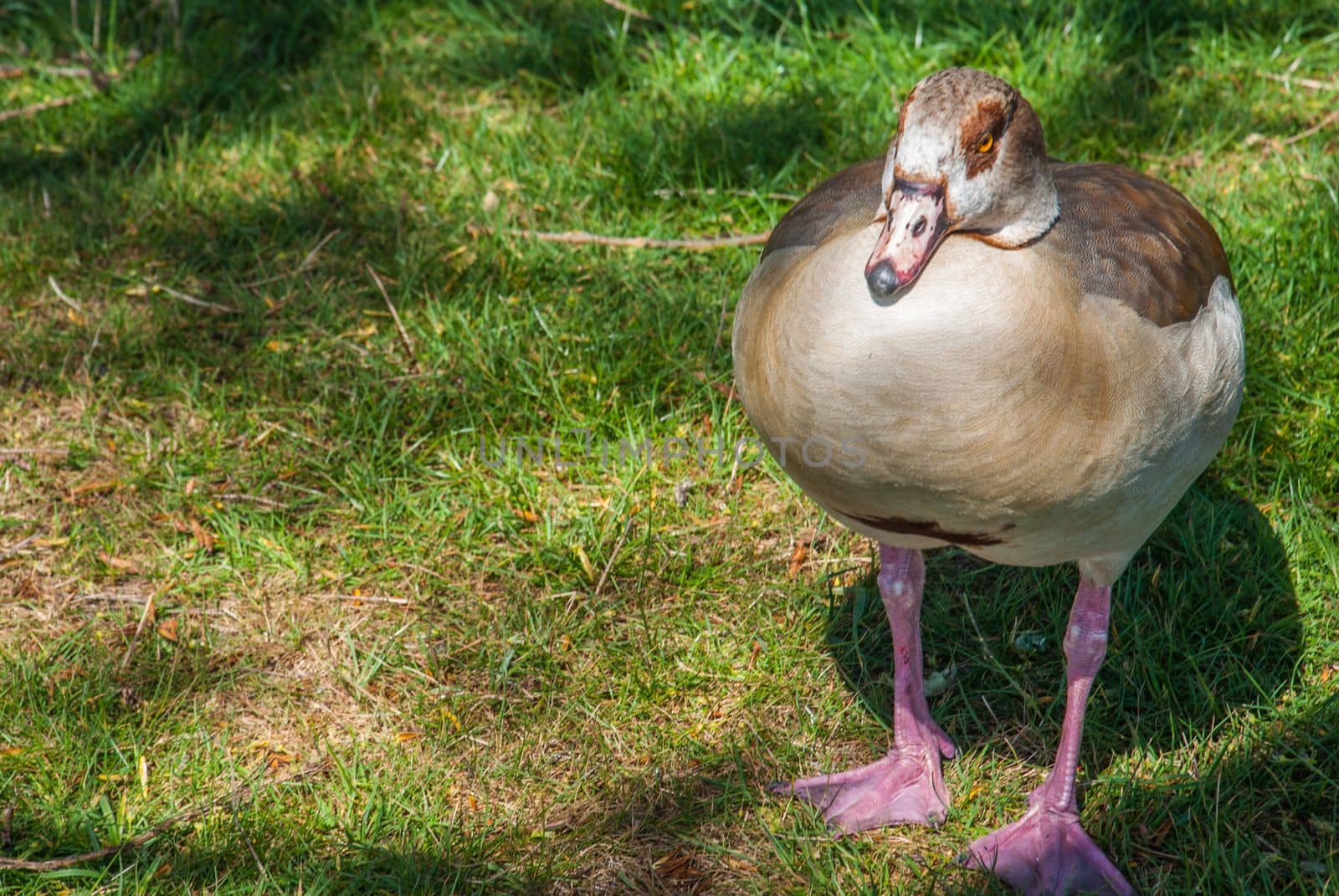 An Egyptian Goose standing in a grassy setting.