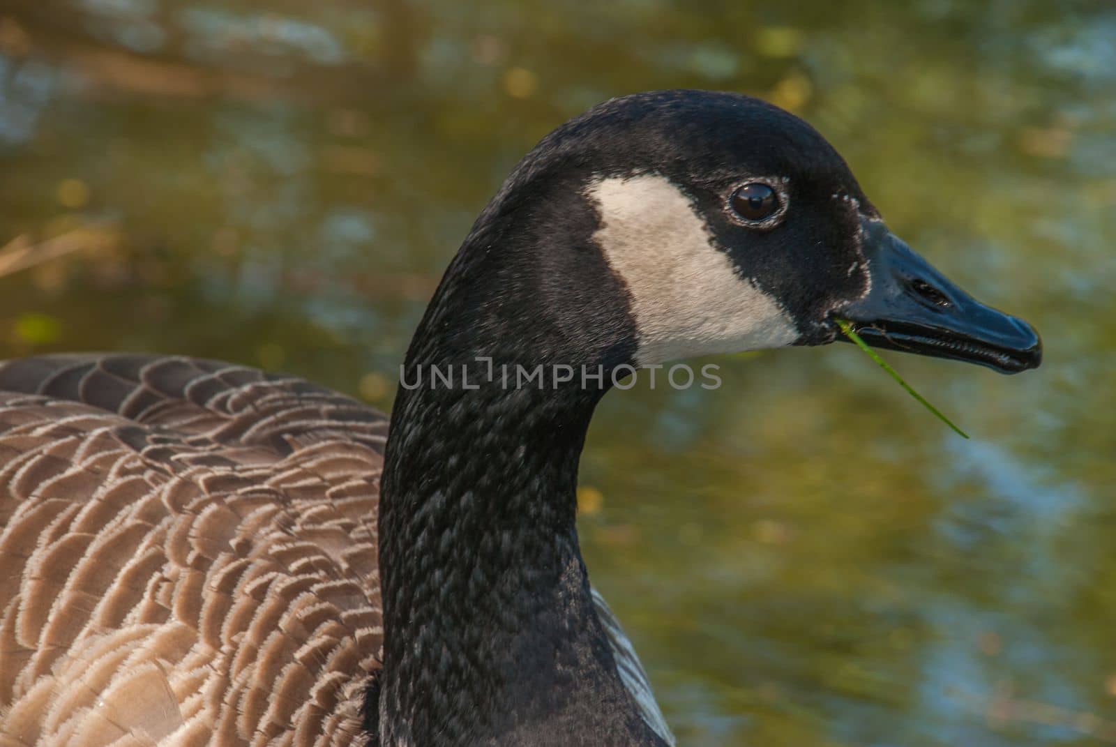 Side view of Canadian geese standing along the canal
