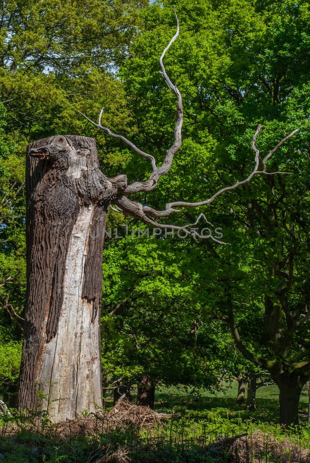 trunk of the tree. Tree age. Roots and large stems. Suitable for making background images
