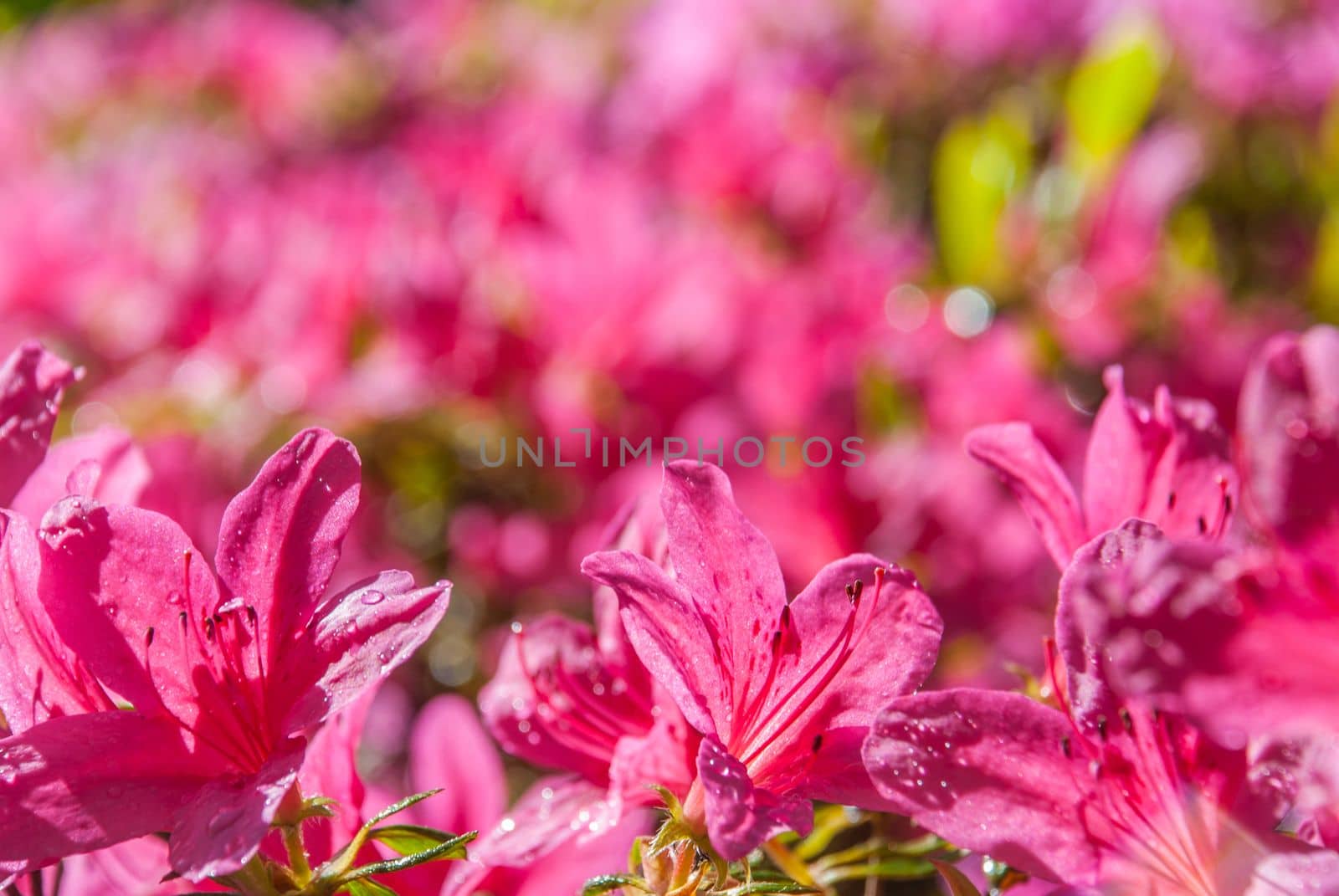 Pink Flower that receive sunlight in the morning Suitable for making background images