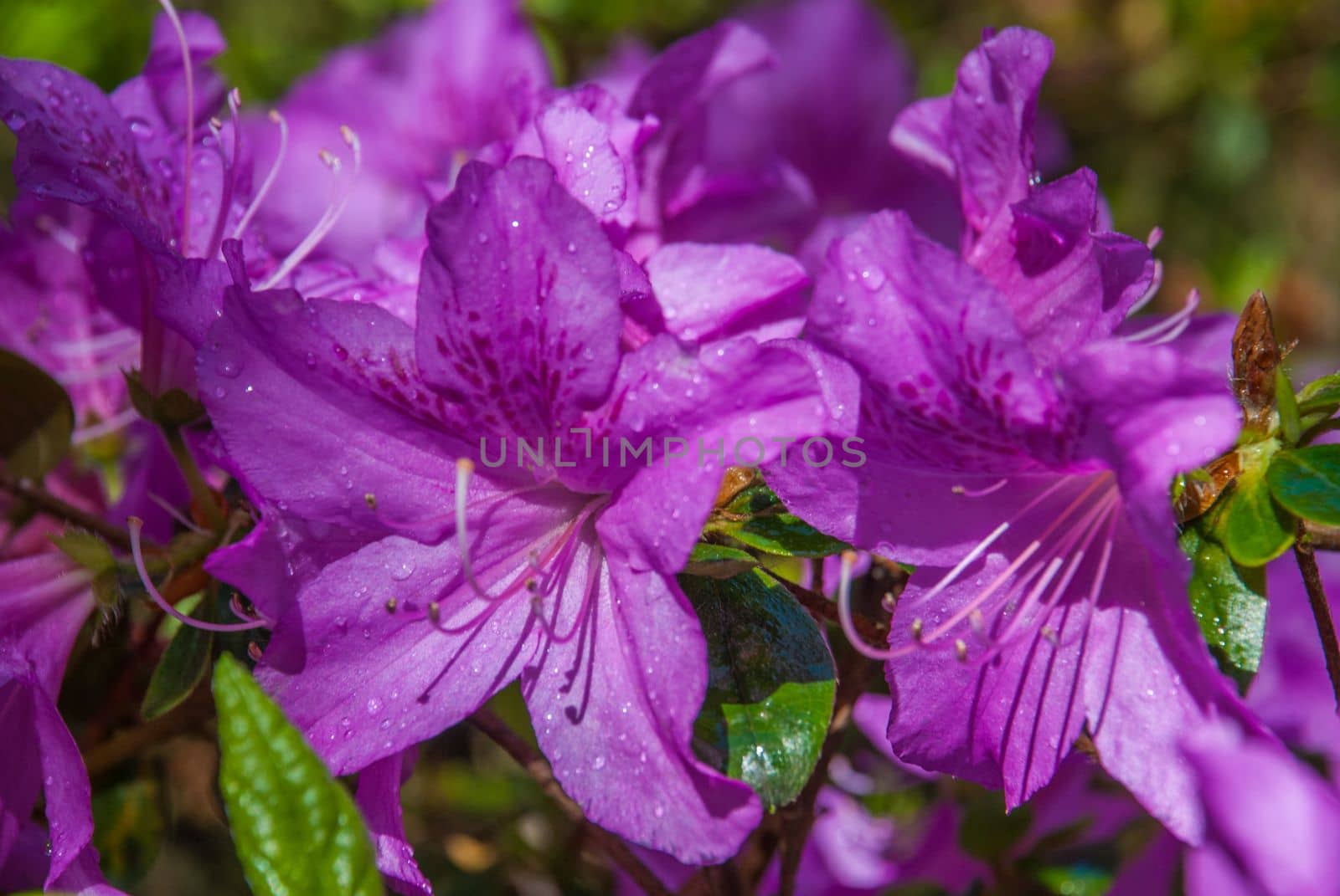 Deep Pink Flower that receive sunlight in the morning Suitable for making background images