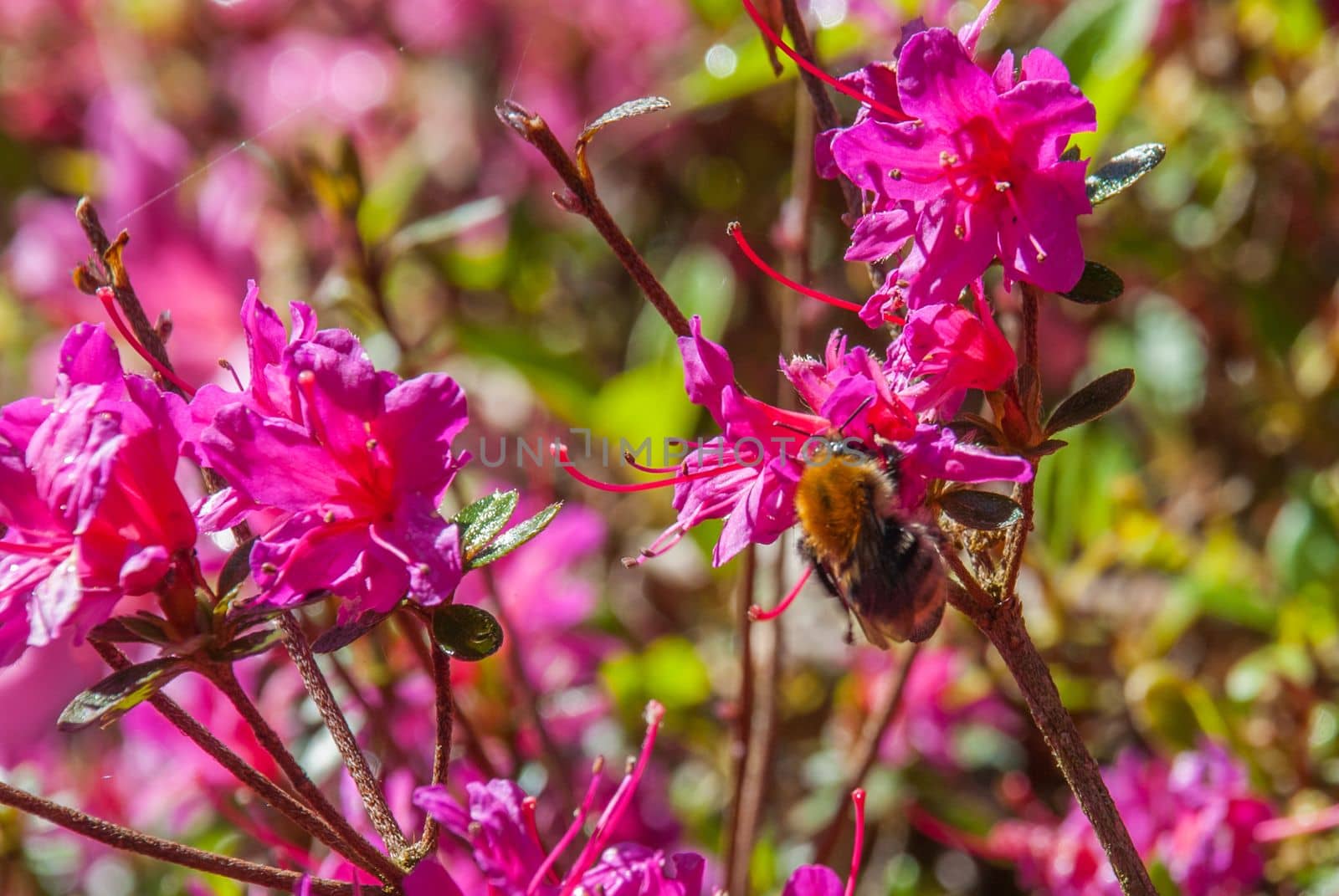 Bee are watching pollen from pink flowers. Suitable for making background images.
