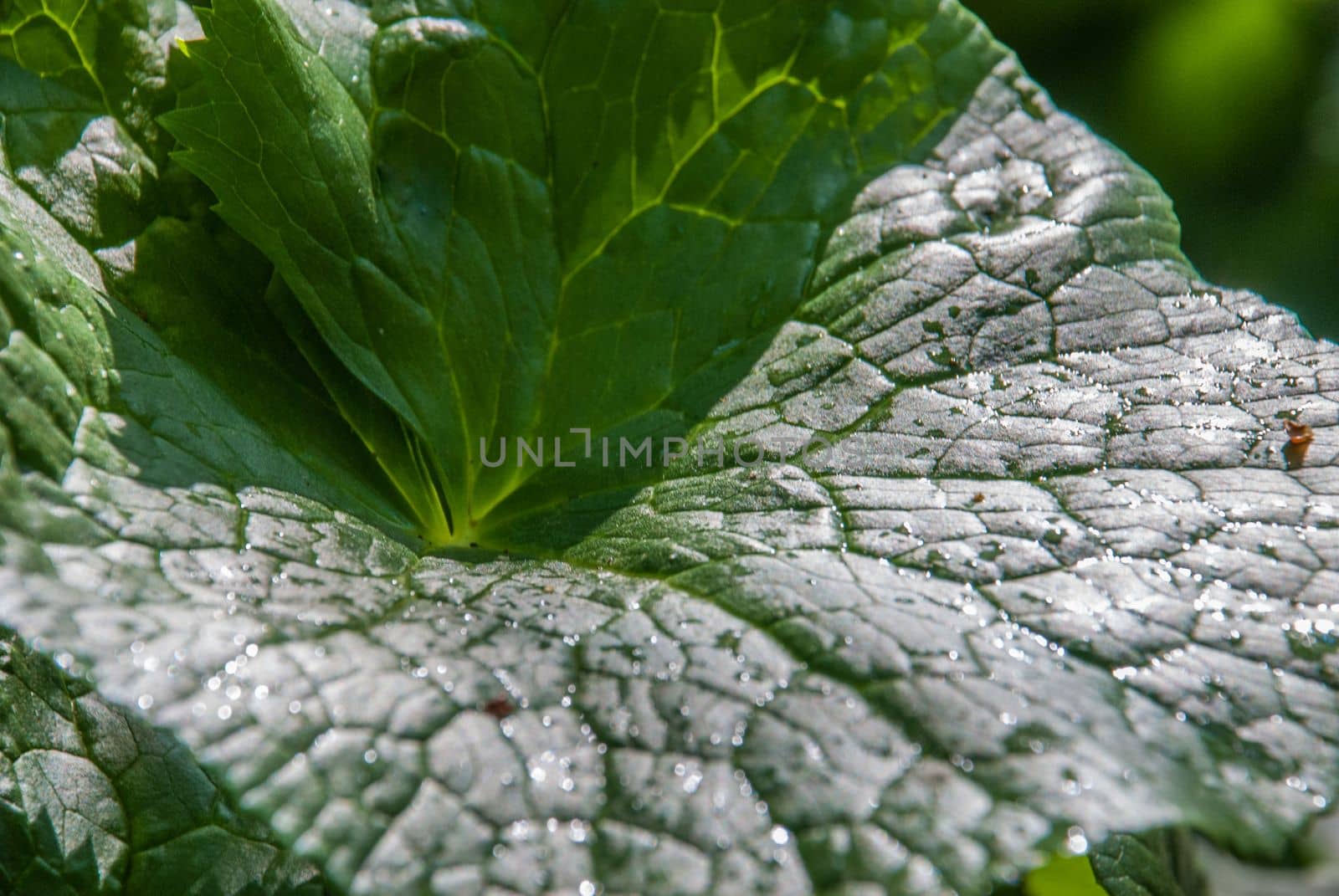Green leaves that receive sunlight in the morning Suitable for making background images
