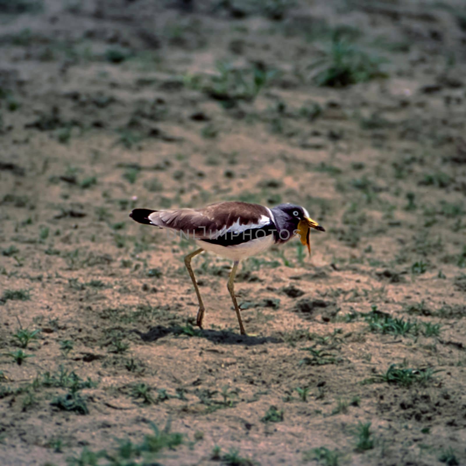 Withecrowned Plover (Vanellus albiceps), Selous Game Reserve, Morogoro, Tanzania, Africa