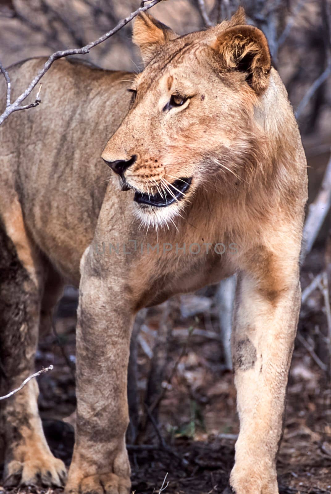 Lion (Panthera leo), Selous Game Reserve, Morogoro, Tanzania, Africa