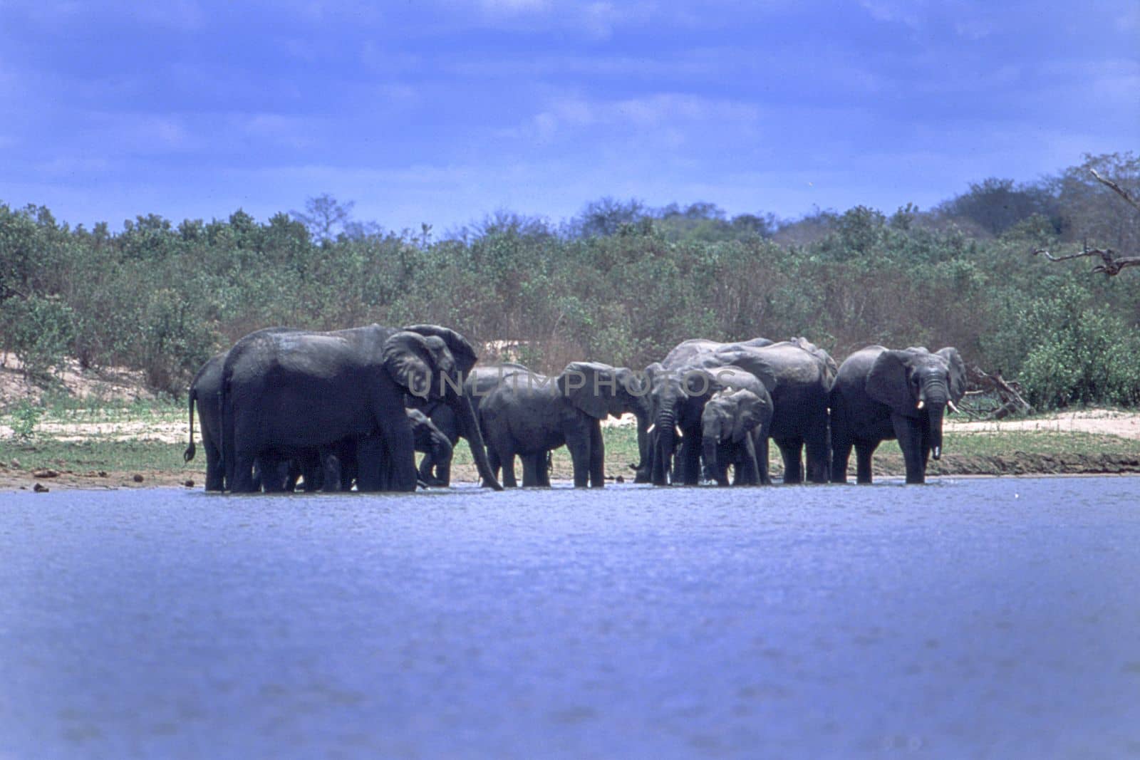 Elephant (Loxodonta africana), Selous Game Reserve, Morogoro, Tanzania, Africa