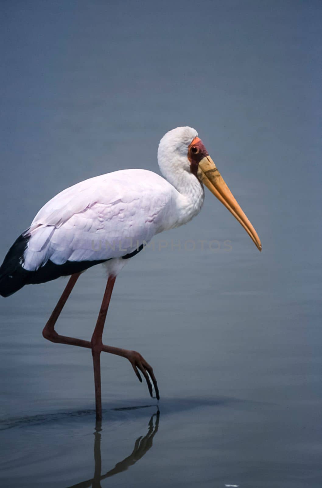 Yellowbilled Stork (Mycteria ibis, Selous Game Reserve, Morogoro, Tanzania, Africa