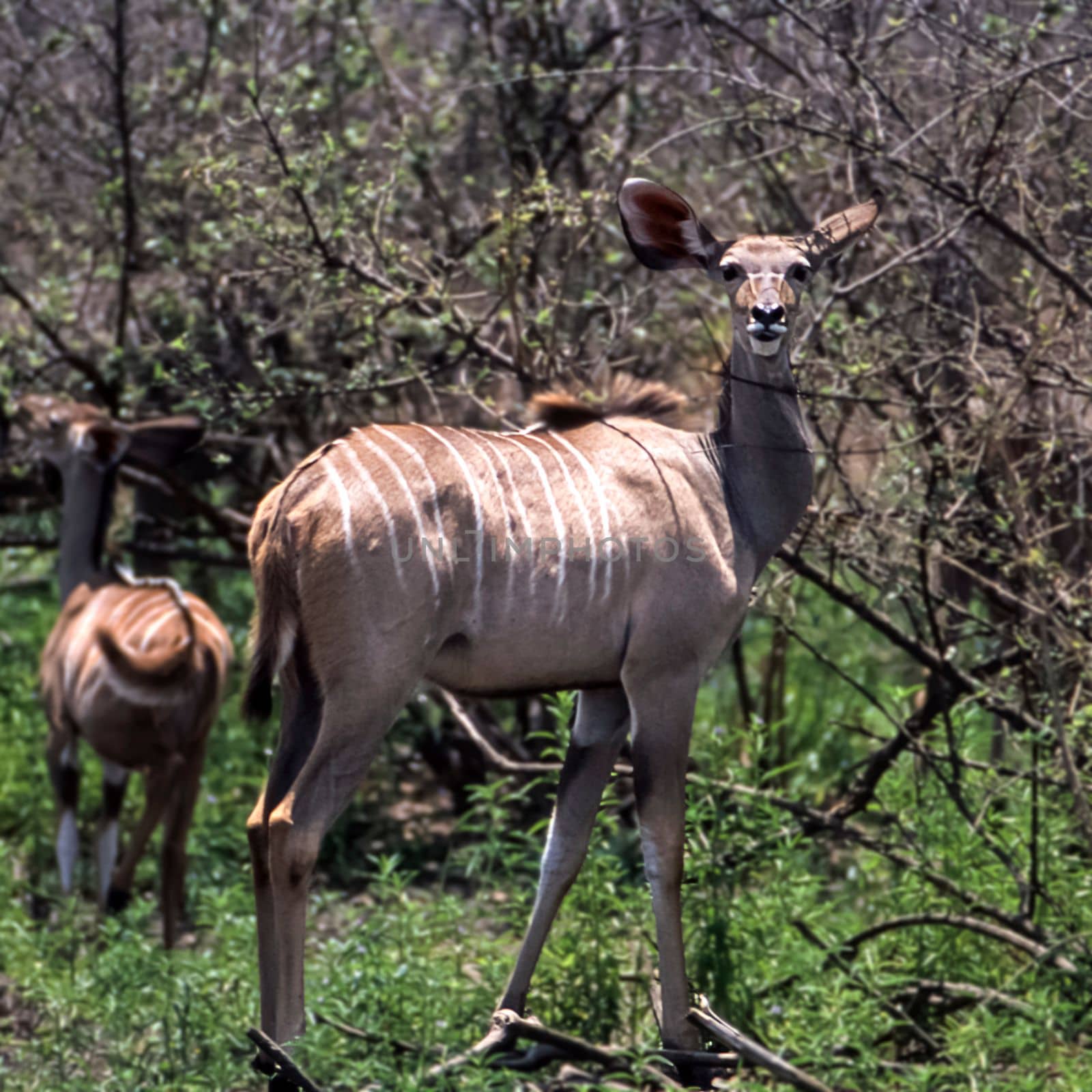 Kudu (Tragelaphus strepsiceros), Selous Game Reserve, Morogoro, Tanzania, Africa
