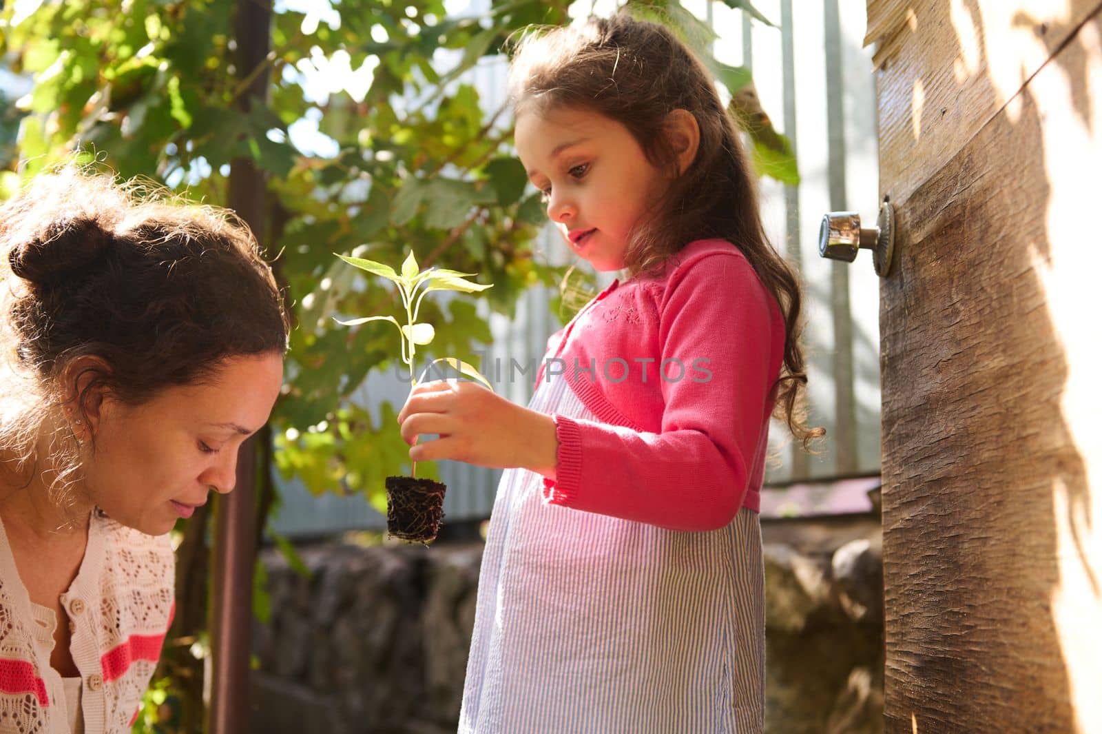 Little girl holds germinated saplingsvvwith soiled roots in dirt while helps her mom on plantingvseedling in open ground by artgf