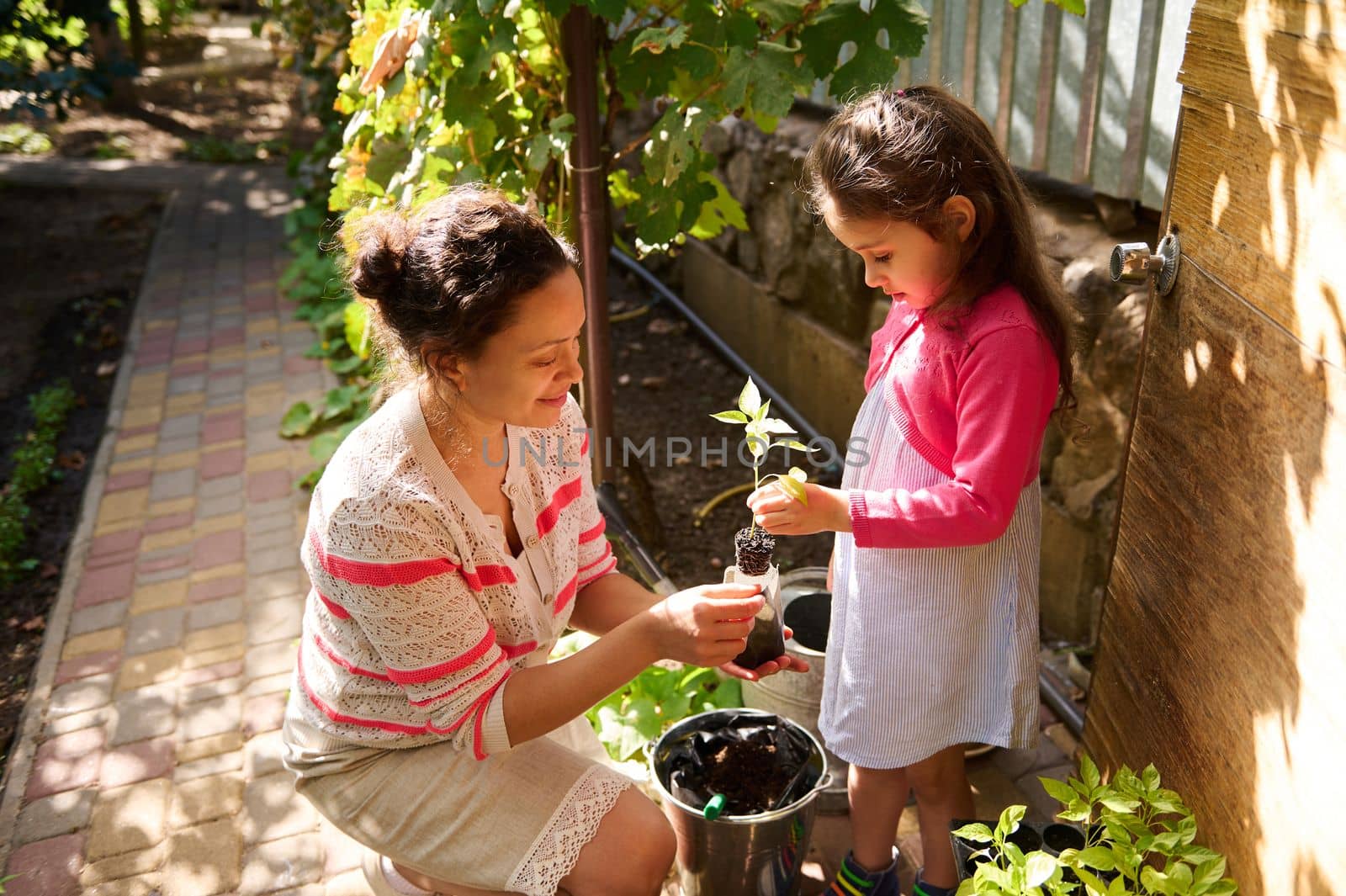 Little girl helps her mother to plant seedlings with sprouted roots during the seeding and planting season in early spring. Sowing Growing Planting Cultivating organic vegetables in eco farm. Farming