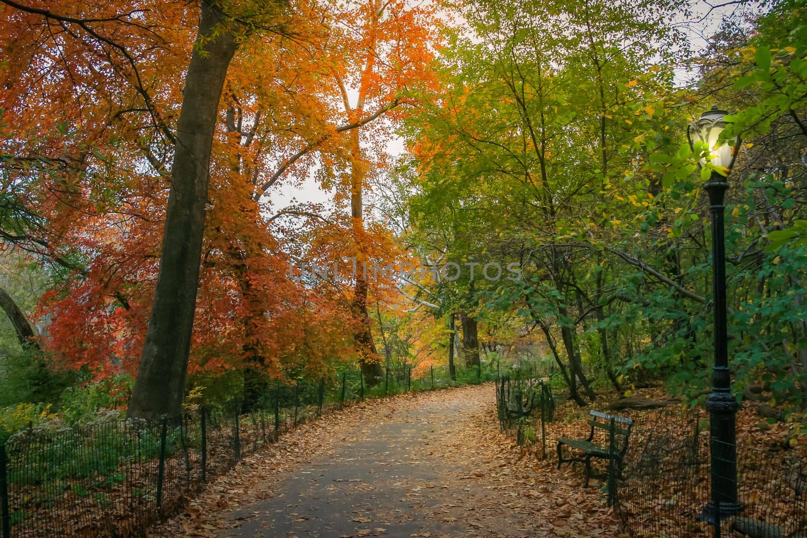 Central park in New York City Manhattan at golden autumn morning , United States