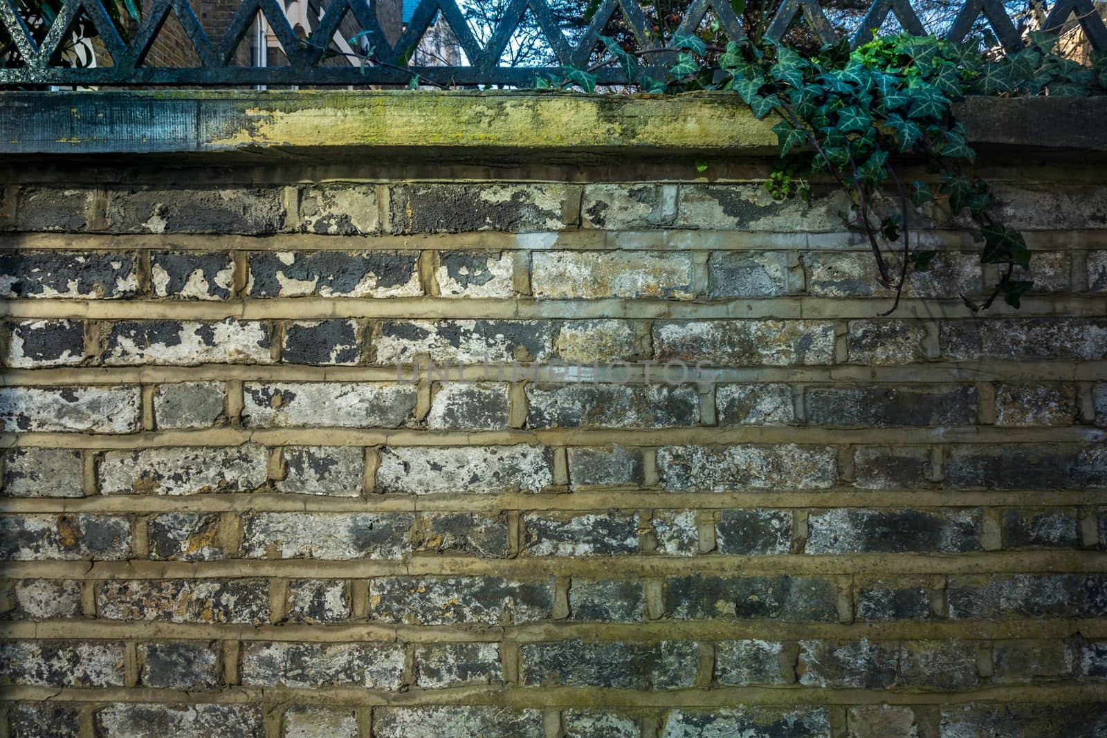 Green Creeper Plant on Vintage brick wall background Suitable for making background images