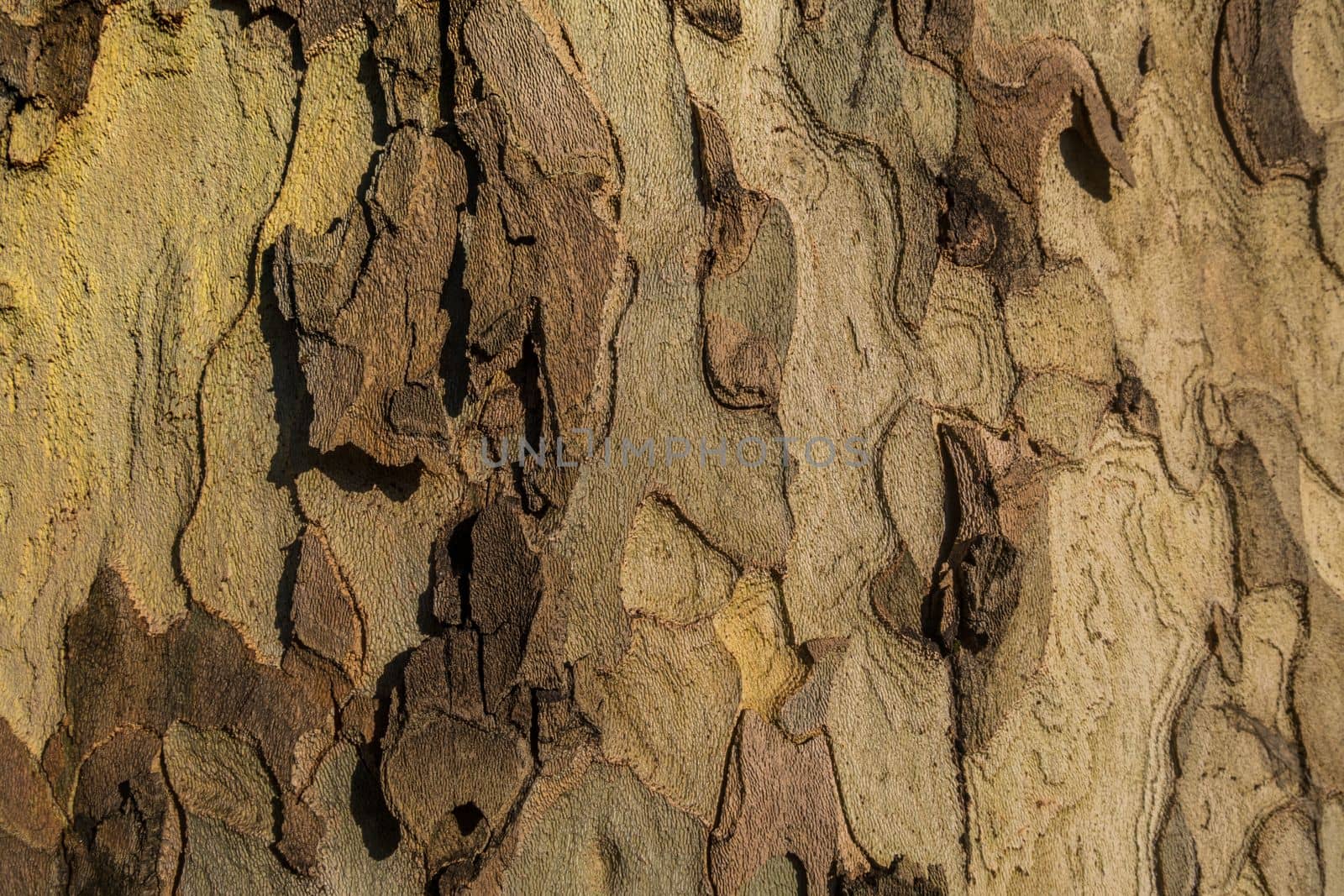Beautiful detail and texture from big tree. Suitable for making background images